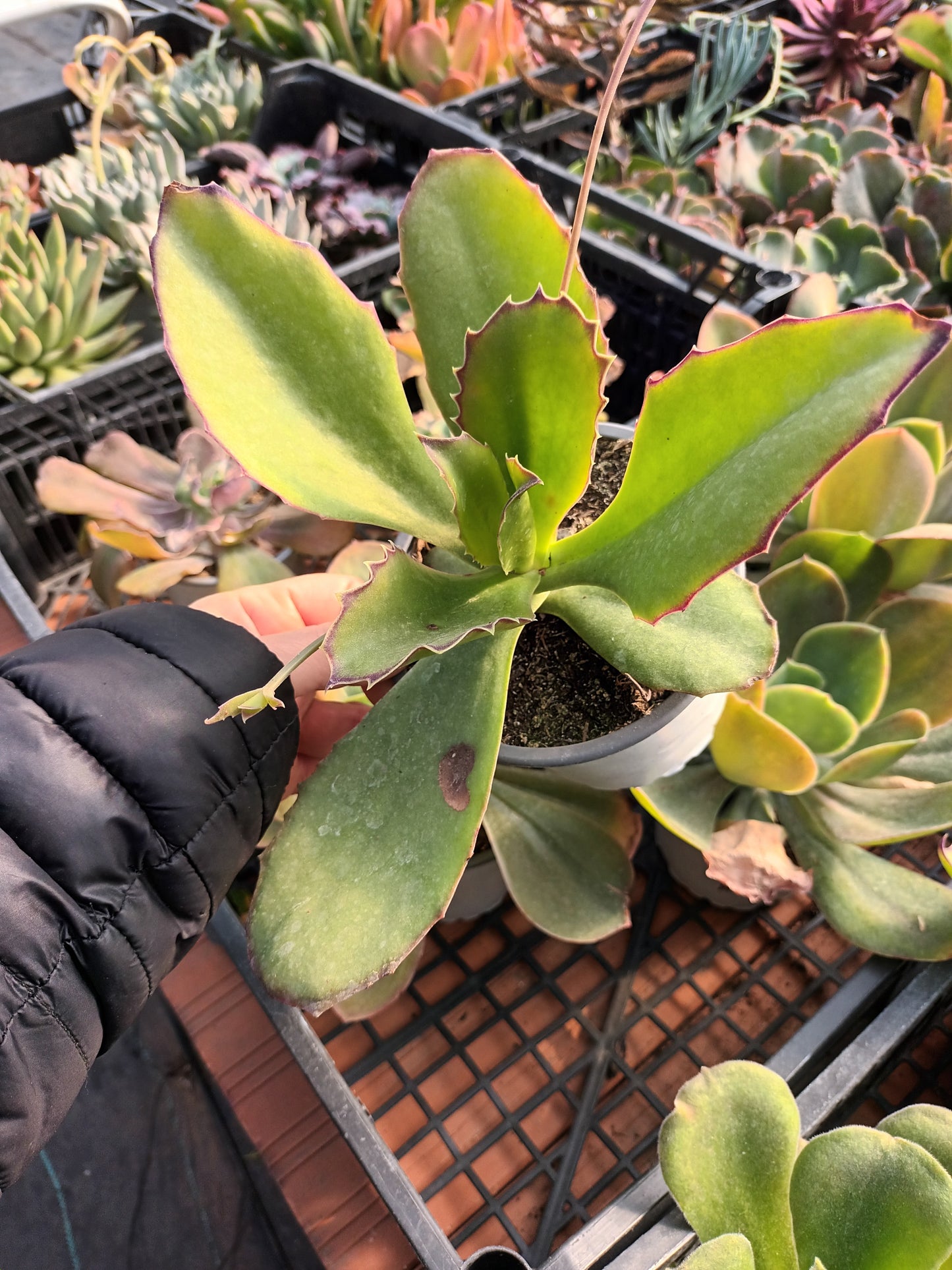Kalanchoe Synsepala