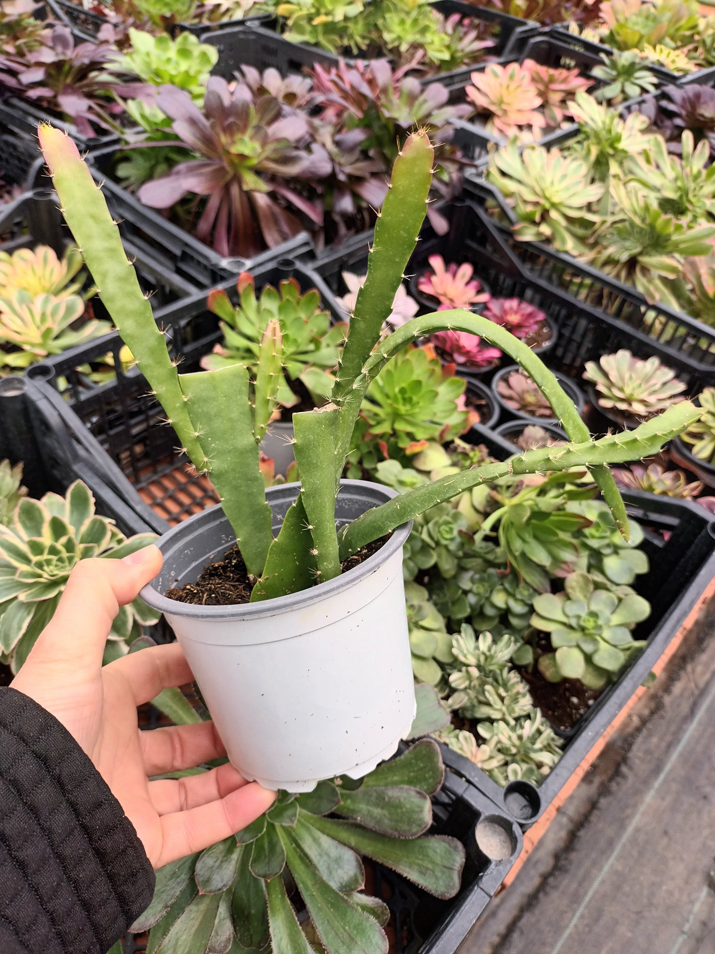 Epyphyllum Red Tip