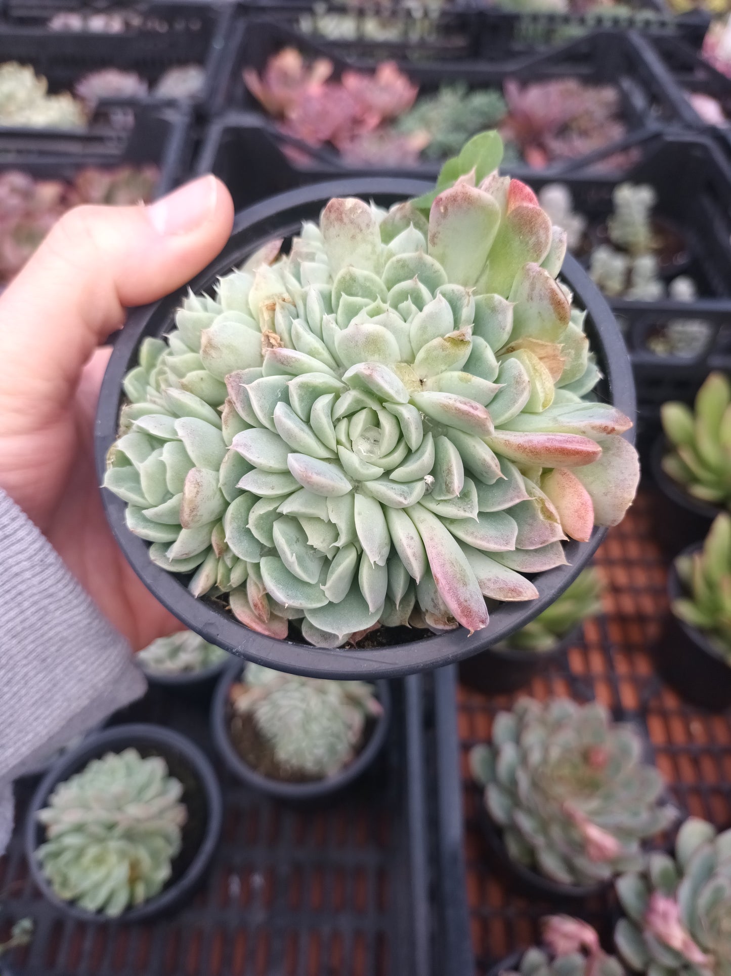 Echeveria Sánchez- Mejoradae