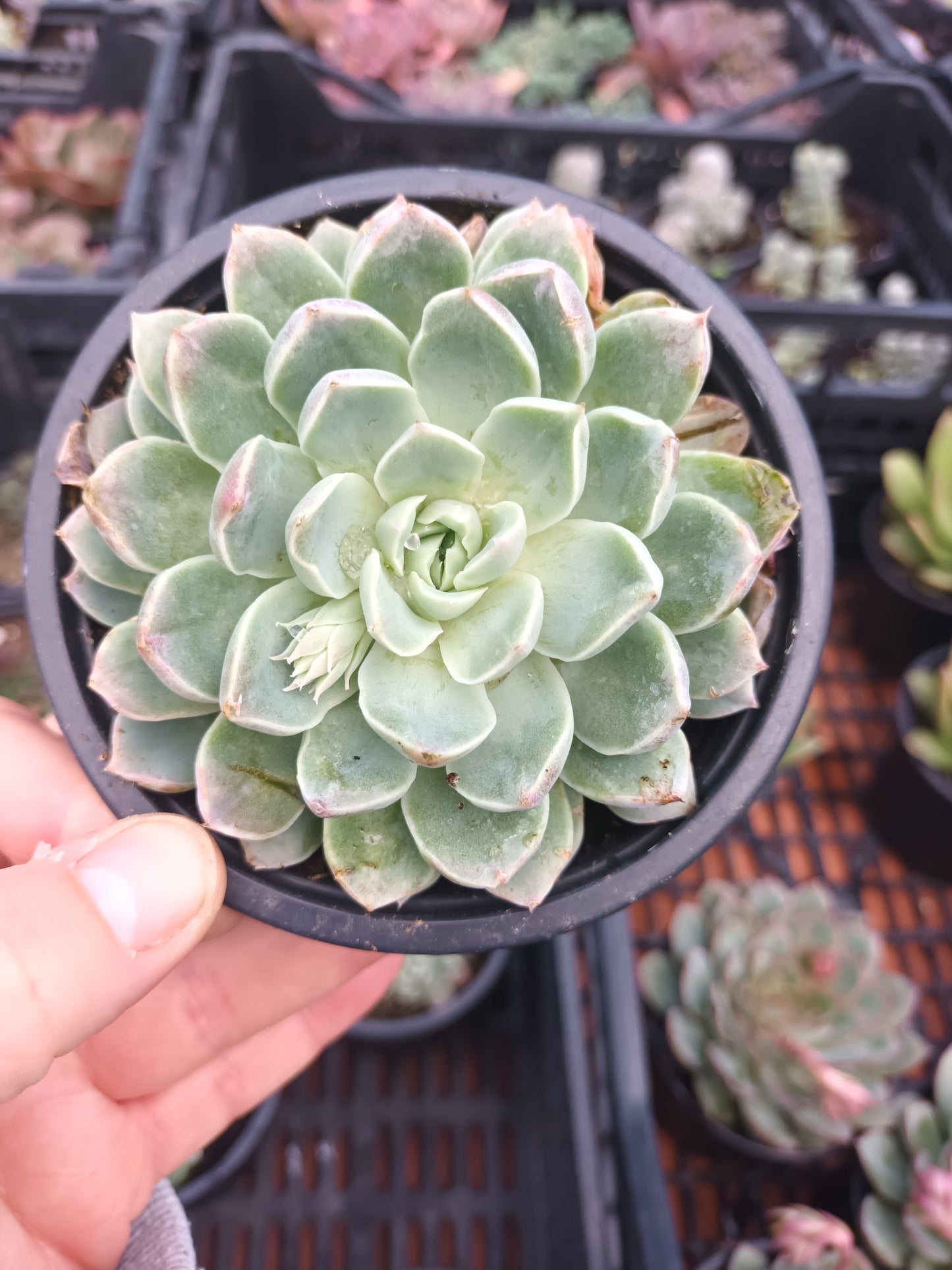 Echeveria Sánchez- Mejoradae