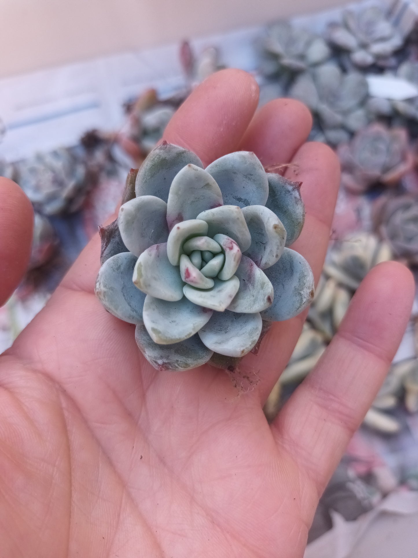 Echeveria Snow Angel