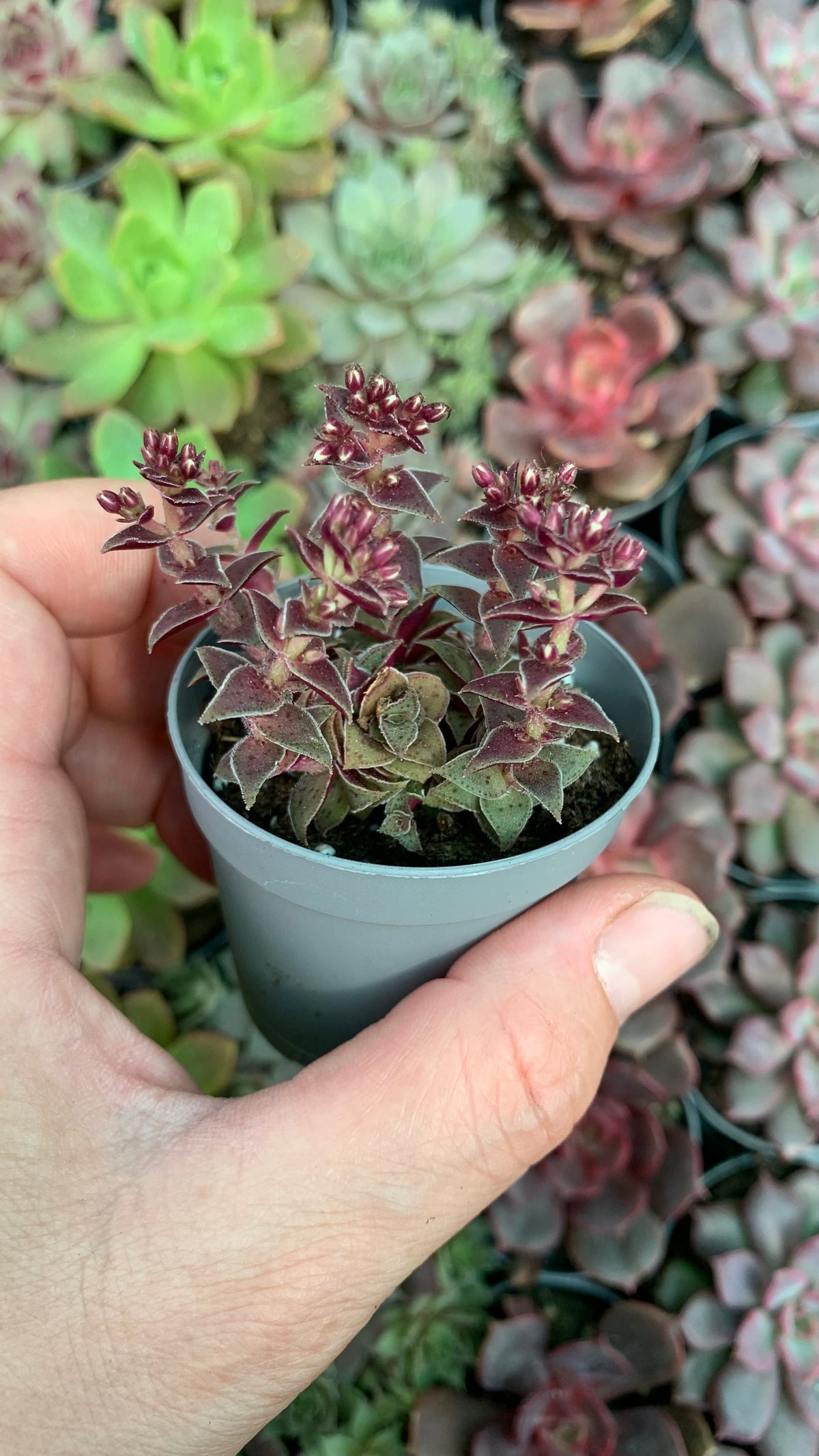 Crassula Exilis 'Tiger Jade'