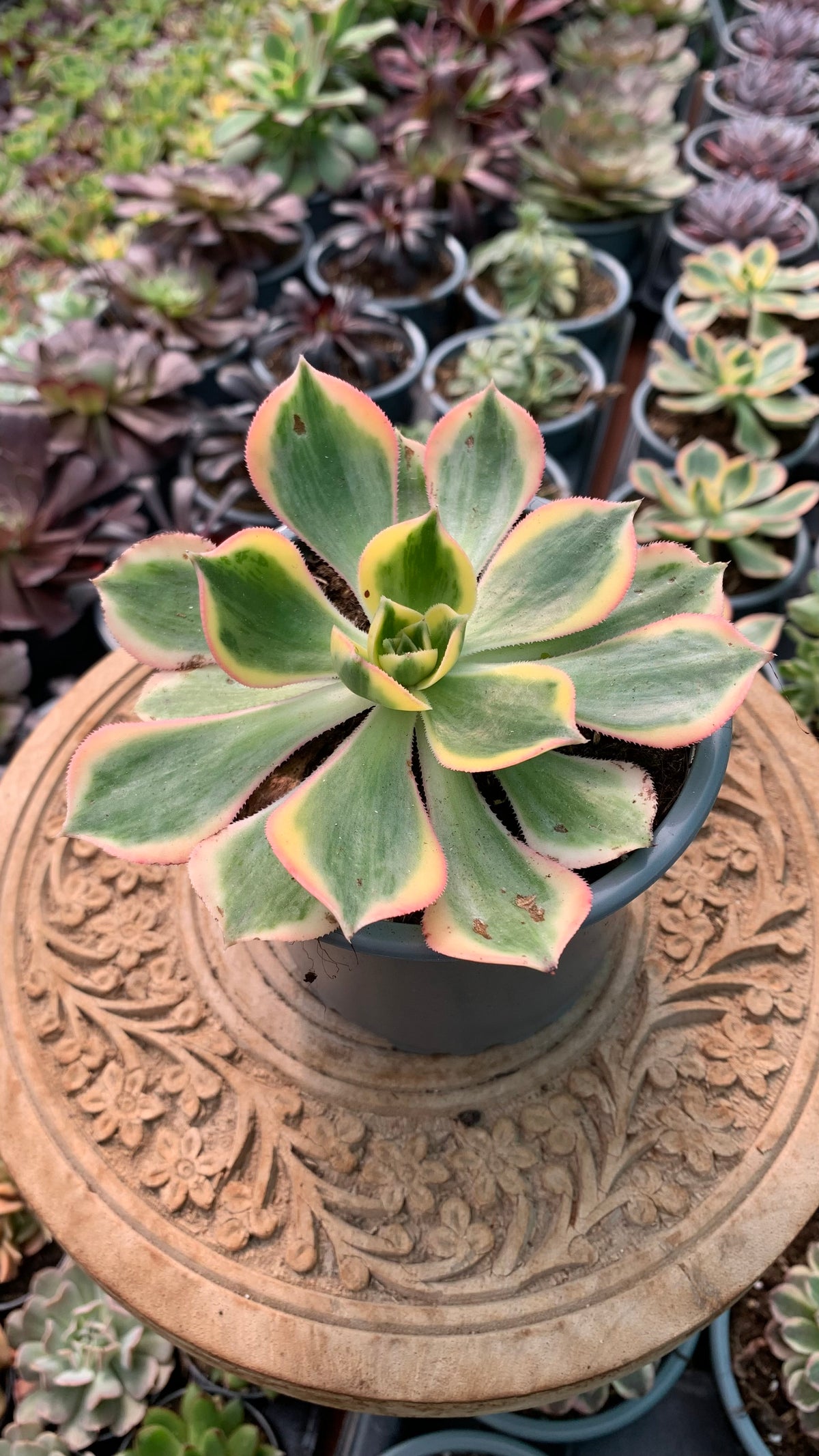 Aeonium Sunburst