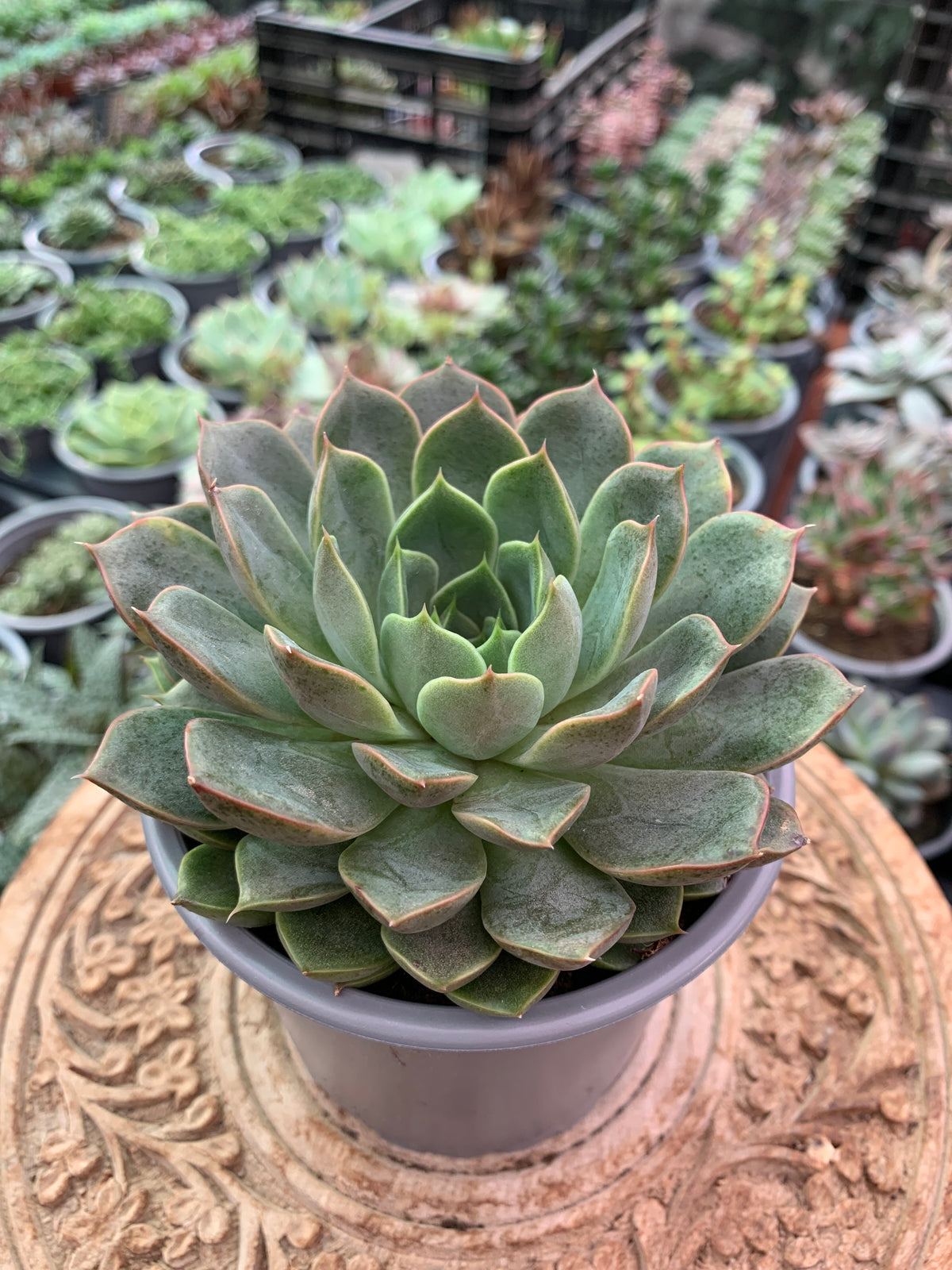 Echeveria 'Romance'