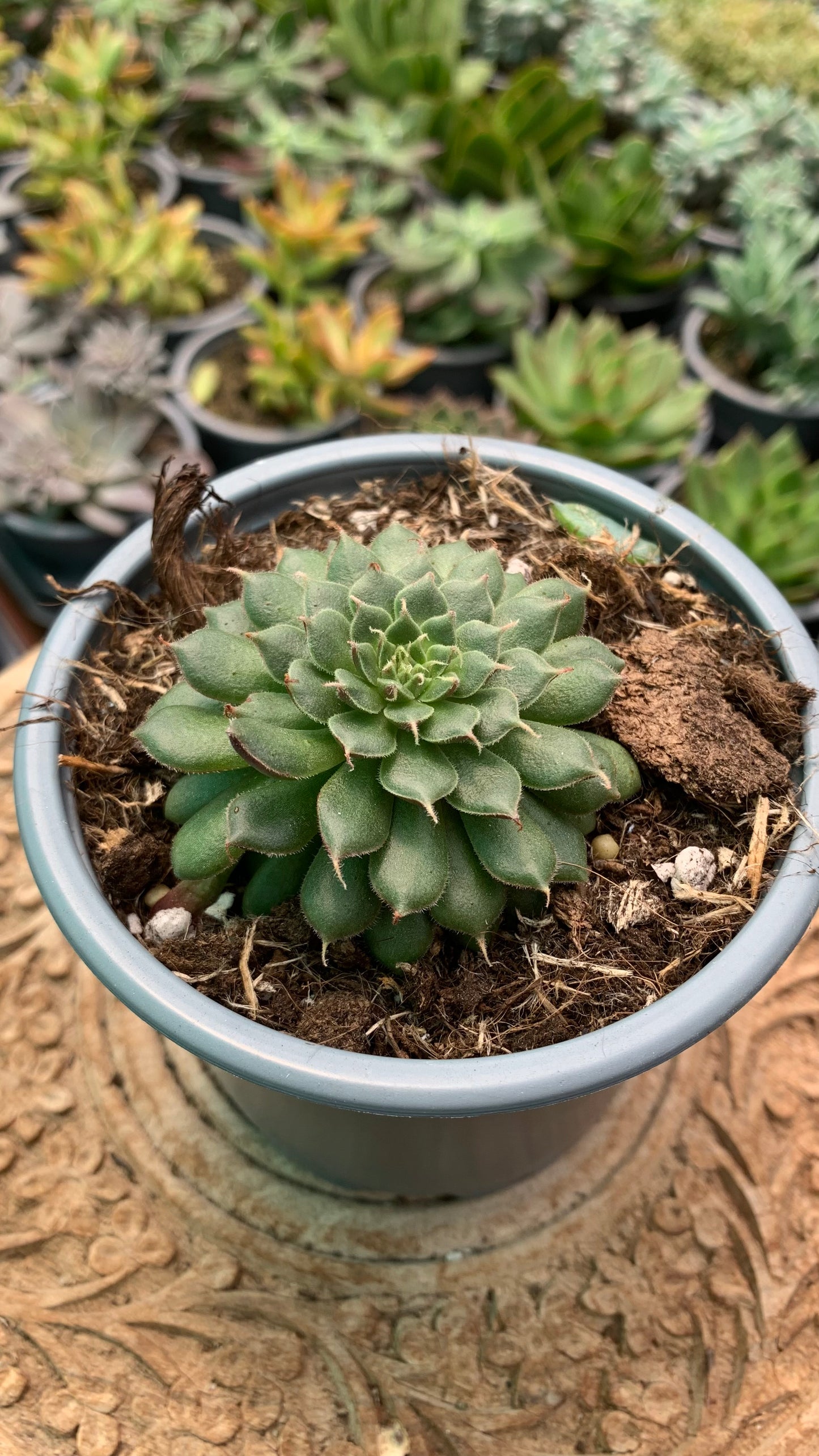 Graptoveria 'Iona'