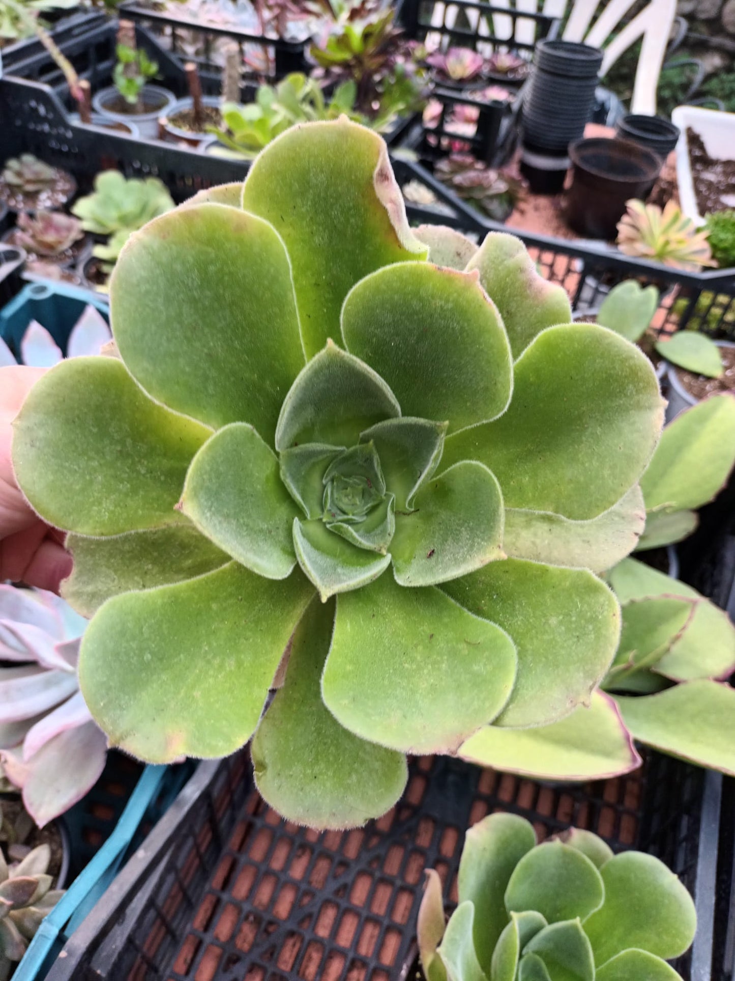 Aeonium Canariense Híbrido