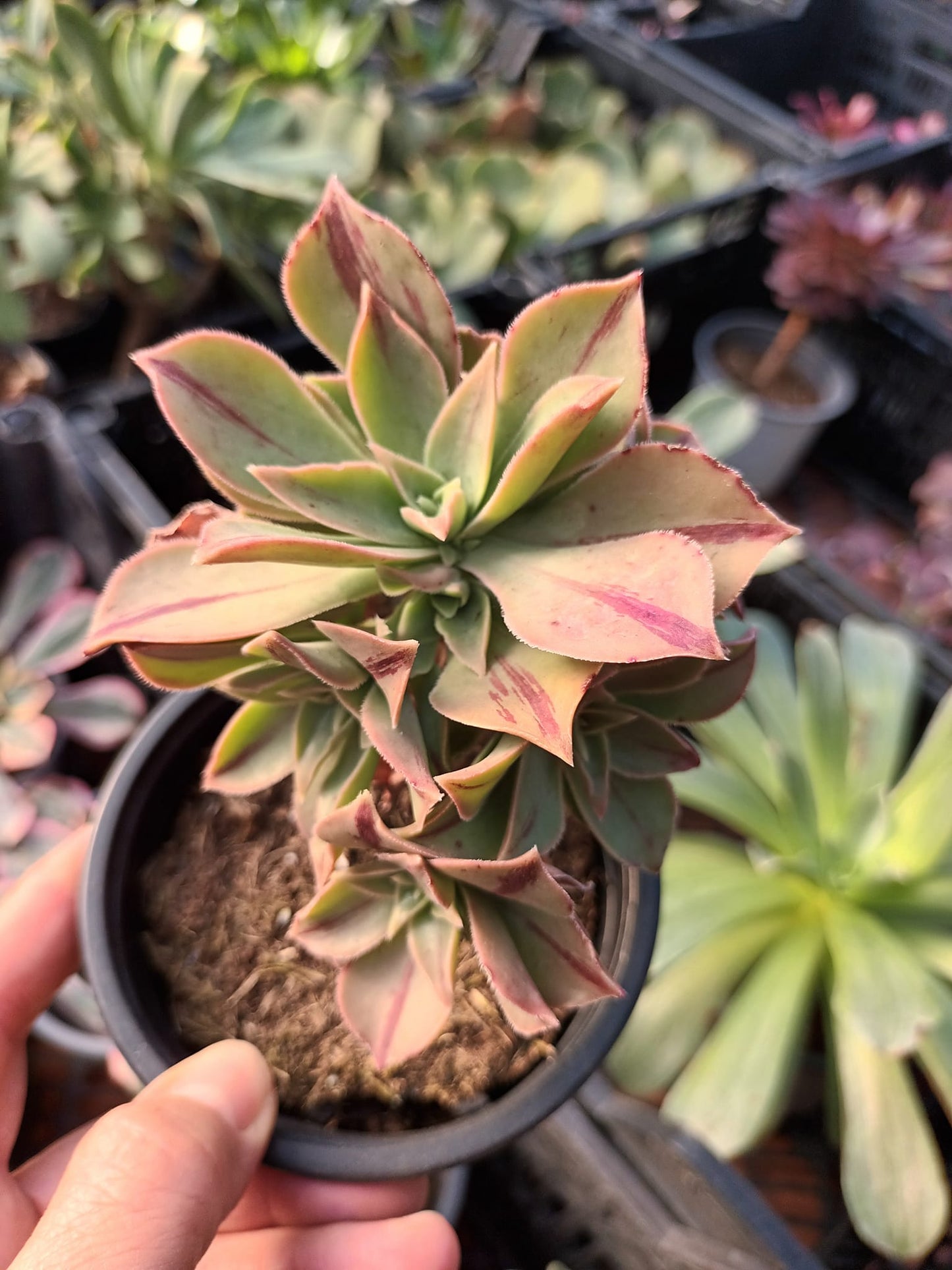 Aeonium Leucoblepharum