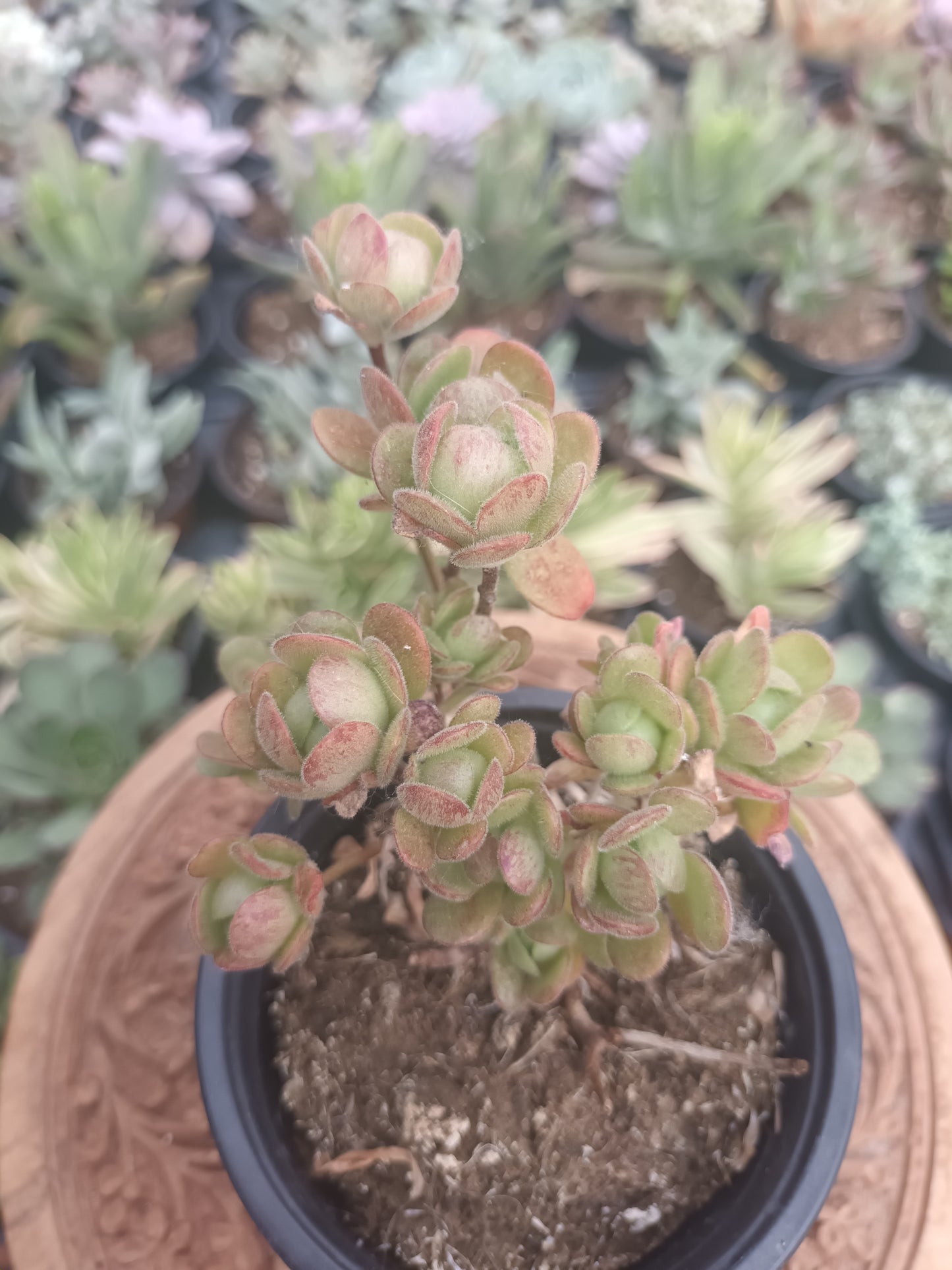 Aeonium saundersii