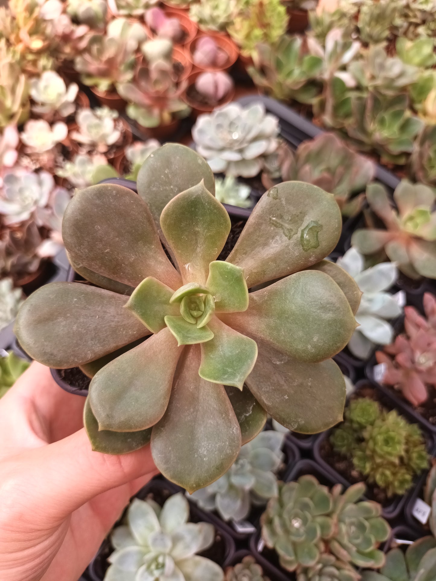 Echeveria agavoides mont