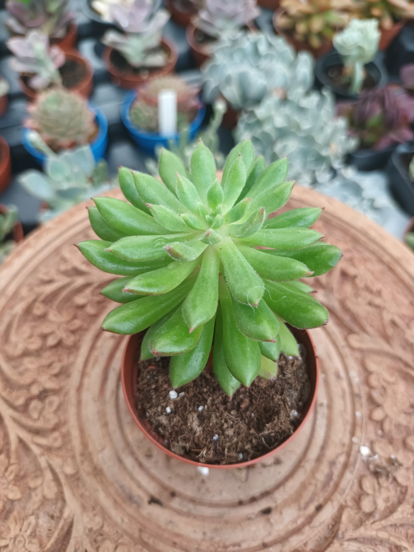 Echeveria Spruce Oliver