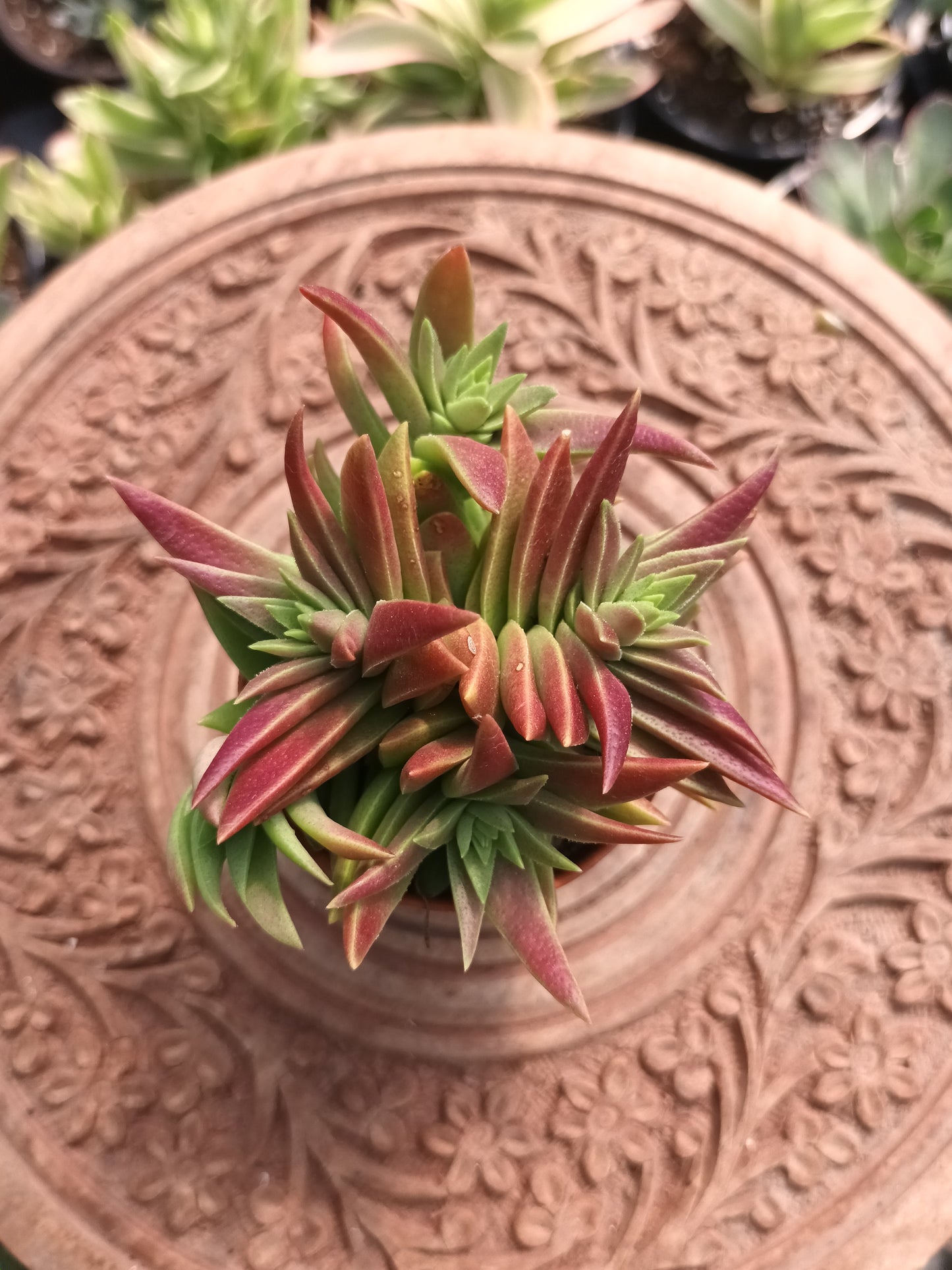 Crassula capitella