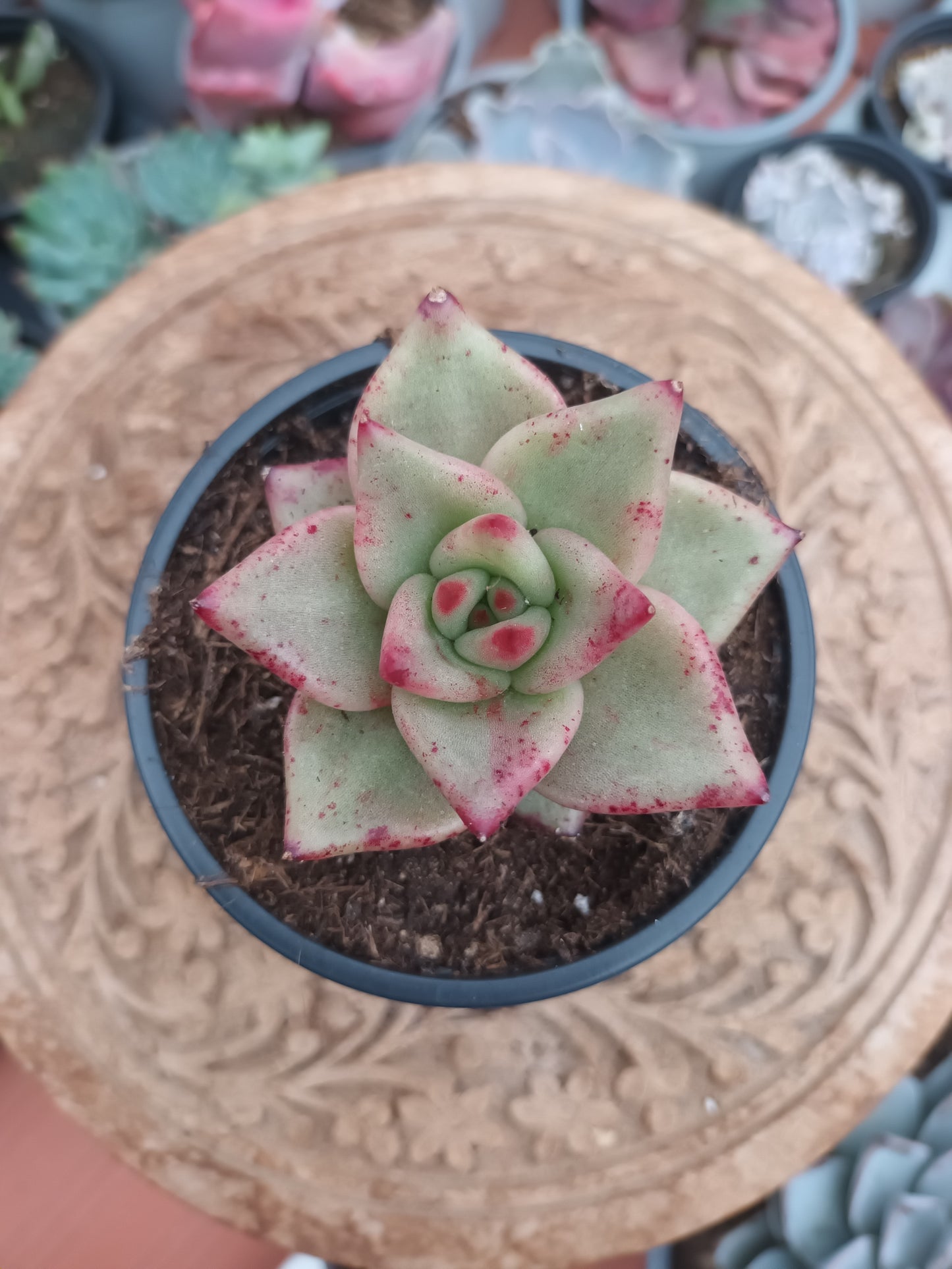 Echeveria agavoides 'Romeo'