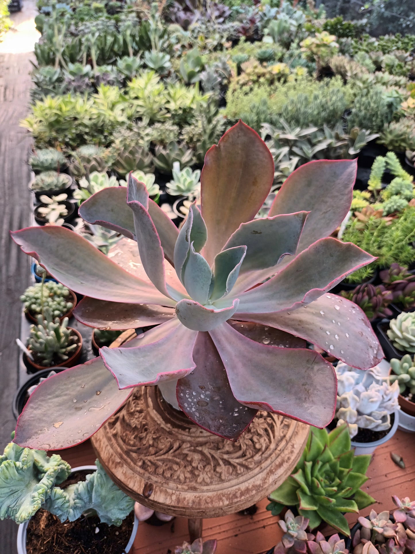 Echeveria afterglow
