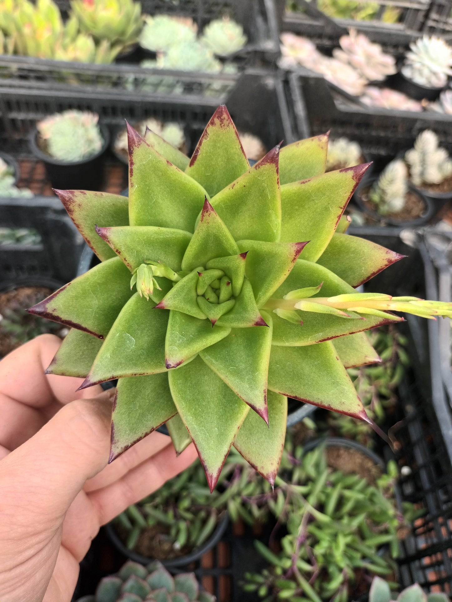 Echeveria agavoides ebony