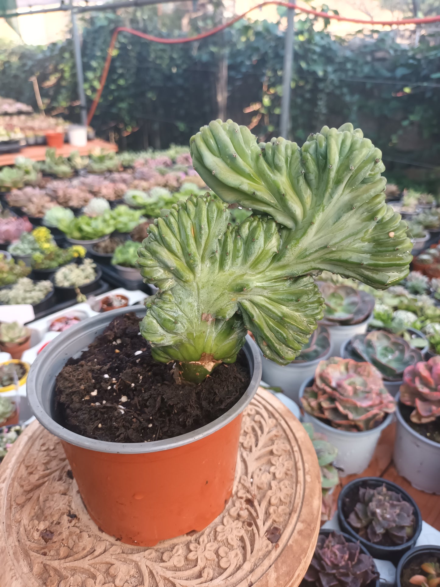 Myrtillocactus Geometrizans Cristata