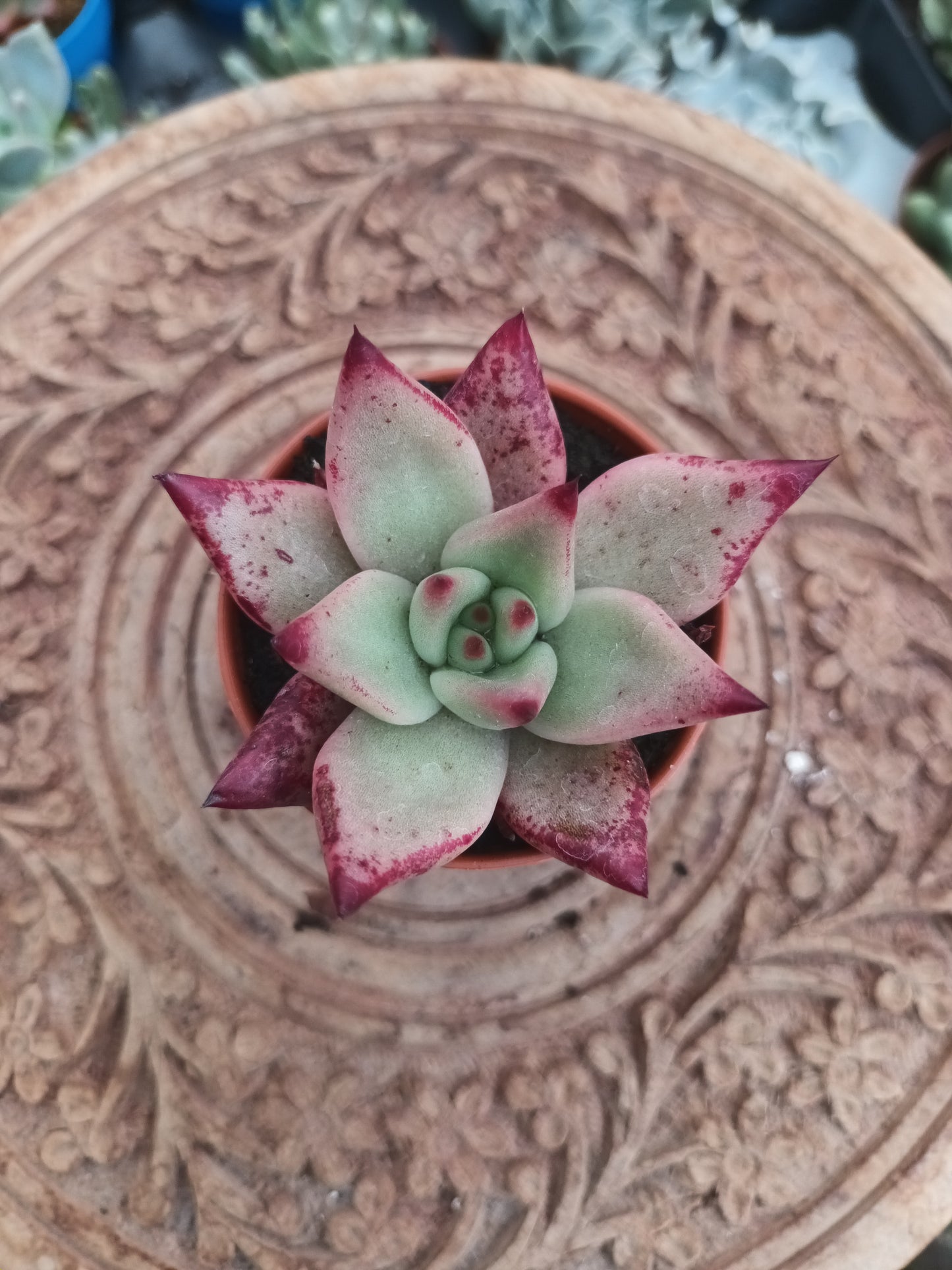 Echeveria Romeo