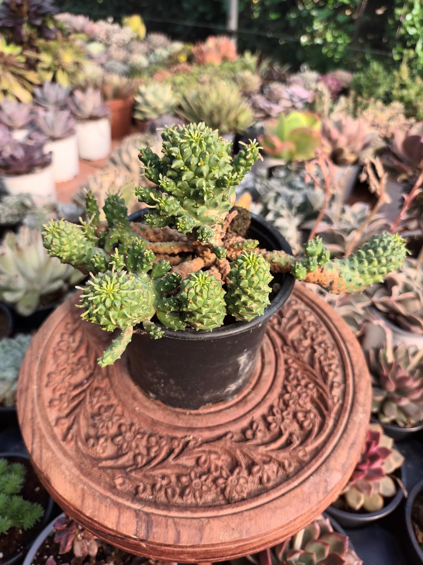 Euphorbia spp 'Medusoide'