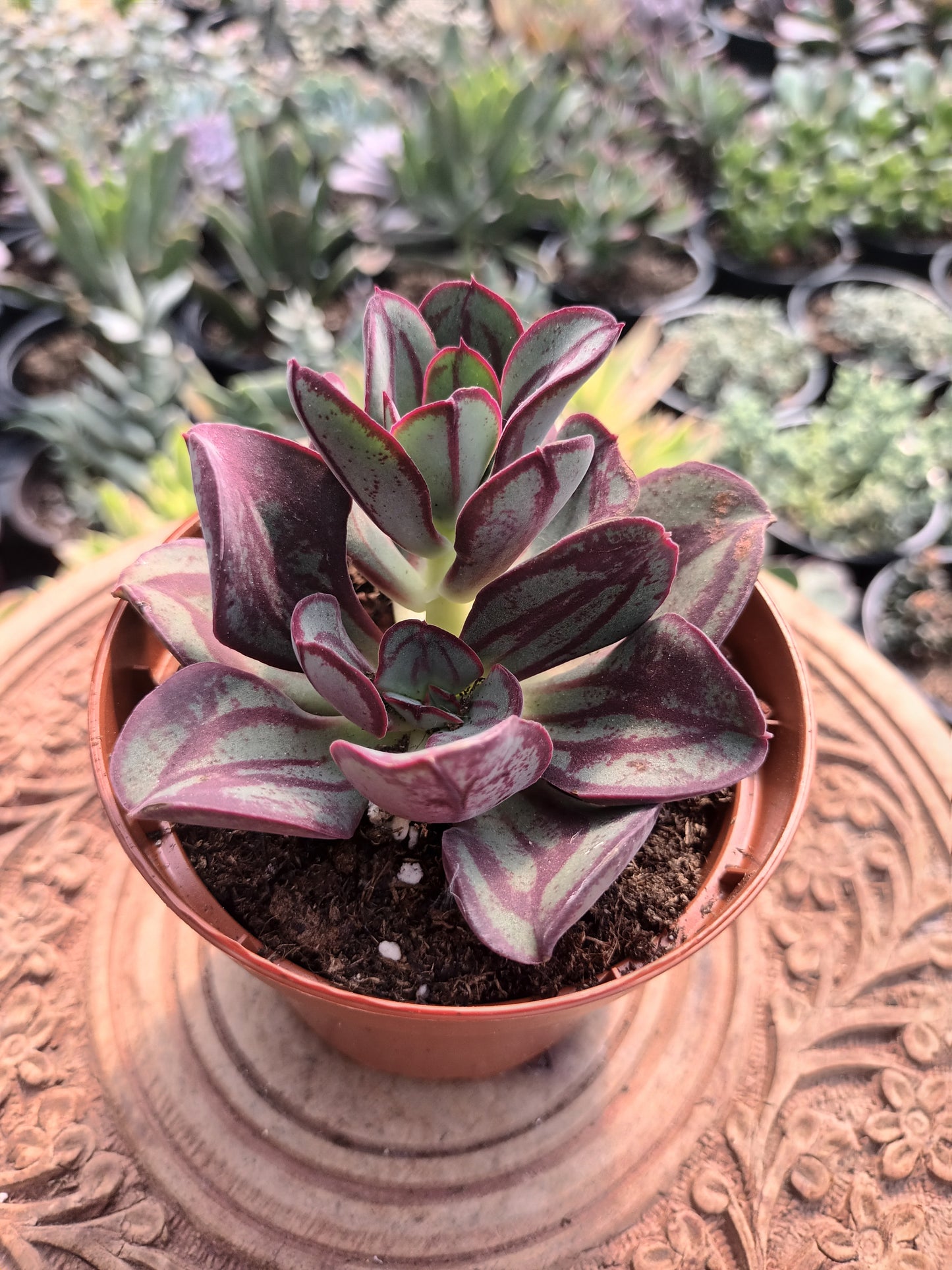 Echeveria Nodulosa