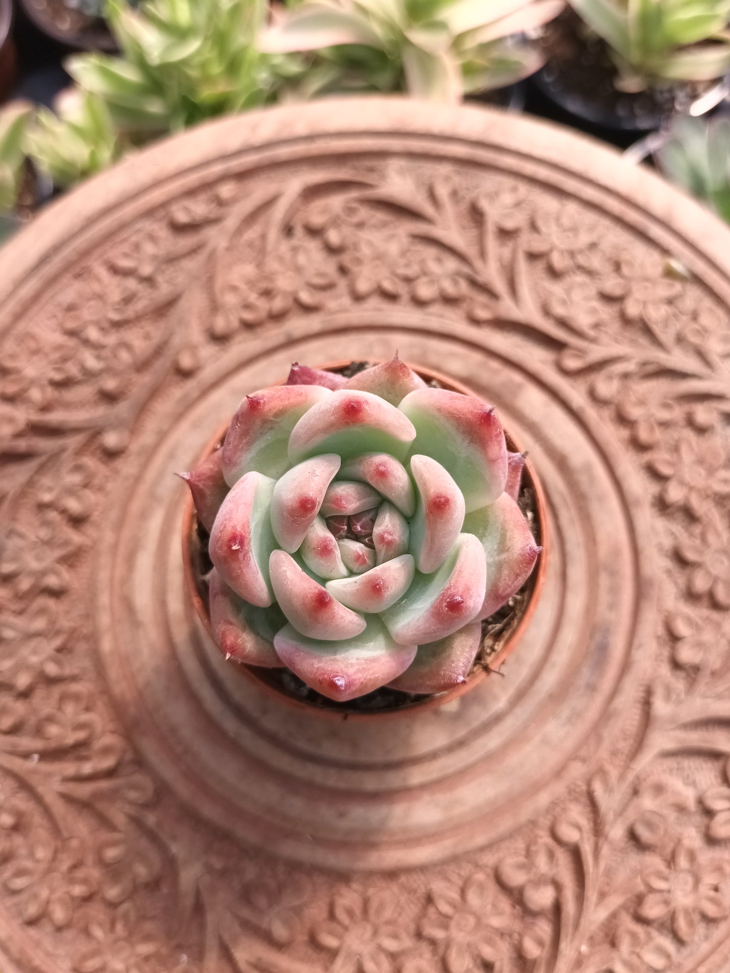 Echeveria desert harmony