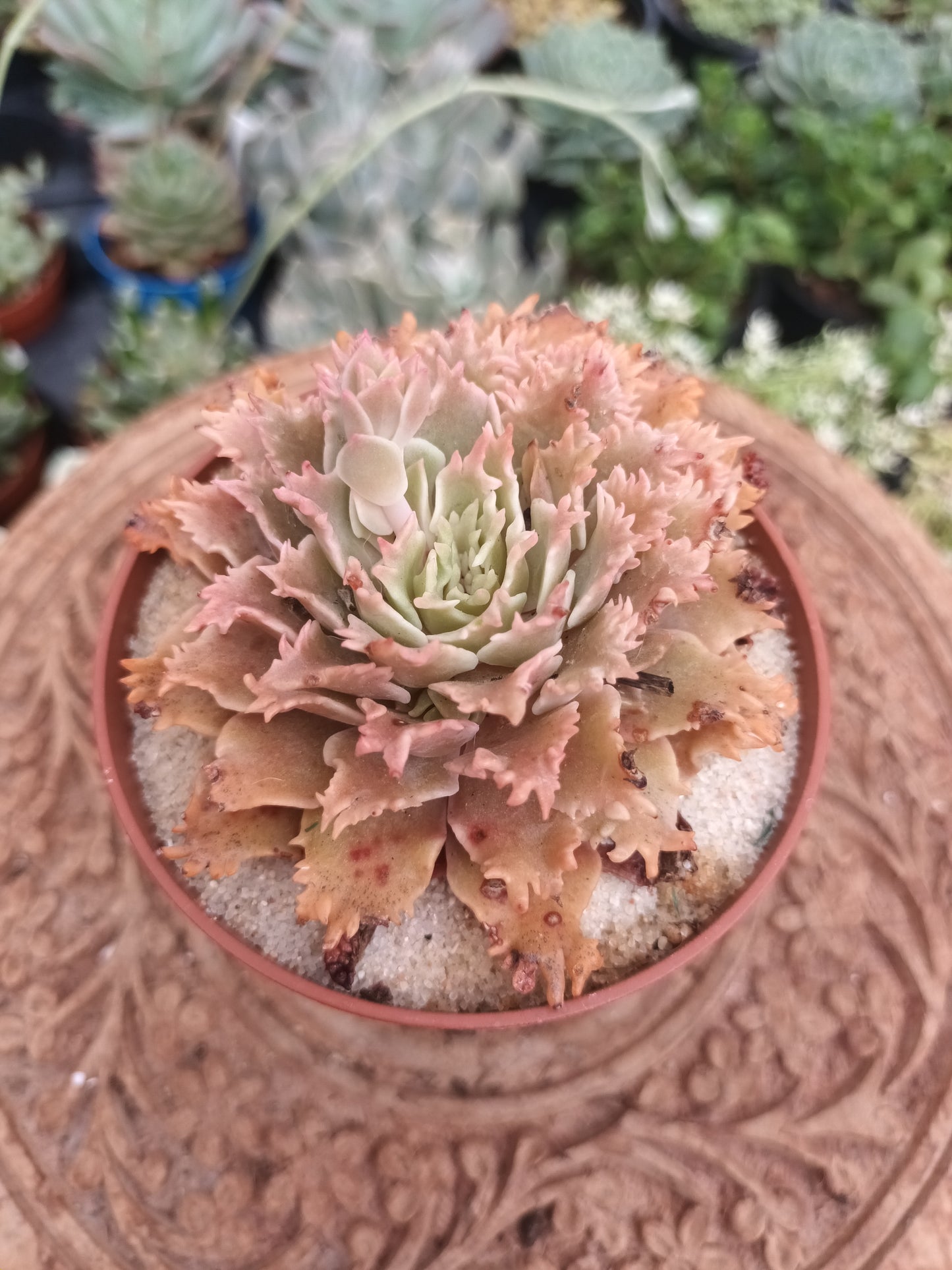 Graptoveria 'starfire'