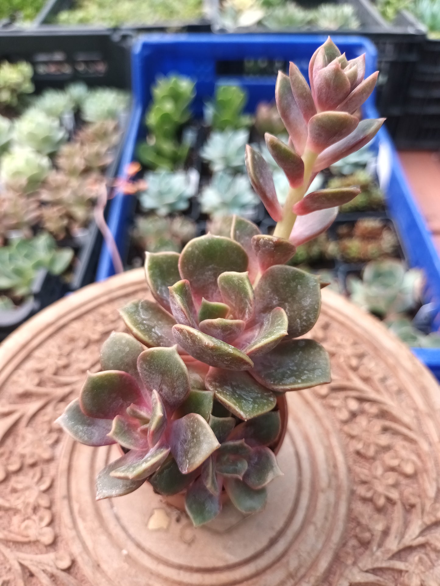 Echeveria agavoides mont