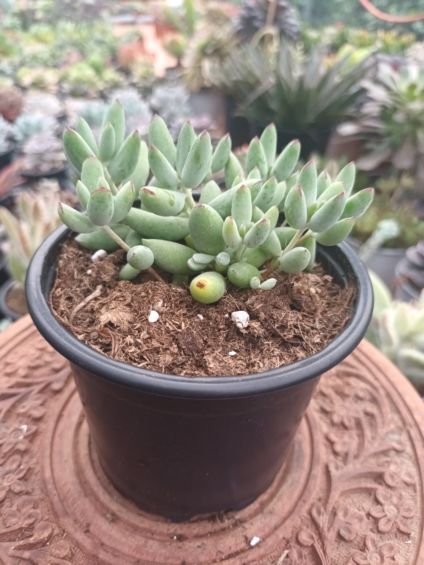 Cotyledon orbiculata 'Happy Day'