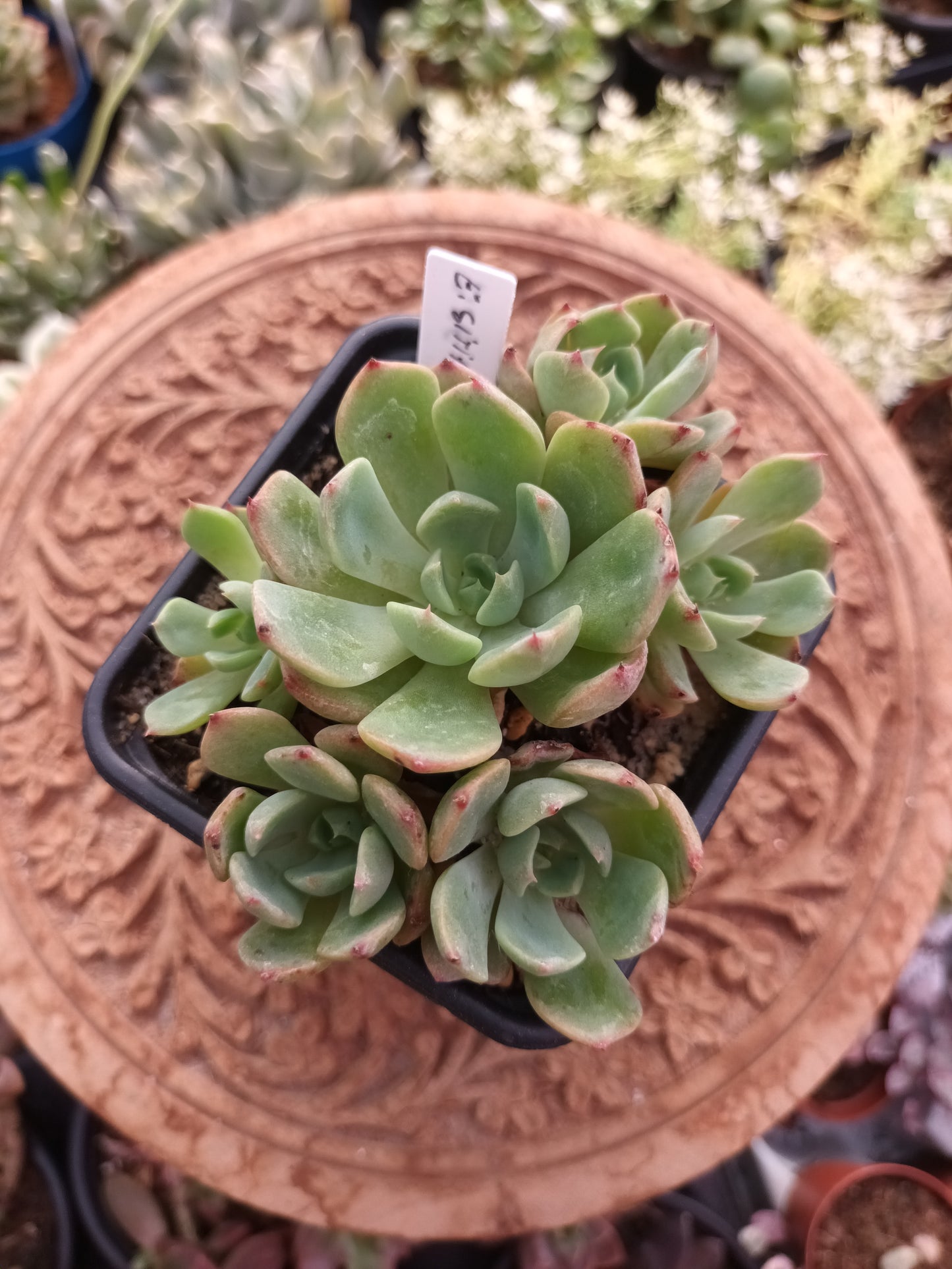 Echeveria sitifukumiama