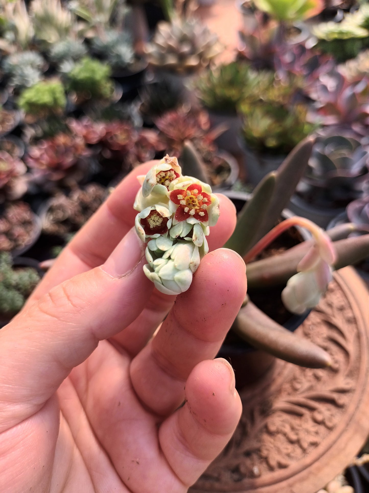 Pachyphytum viride
