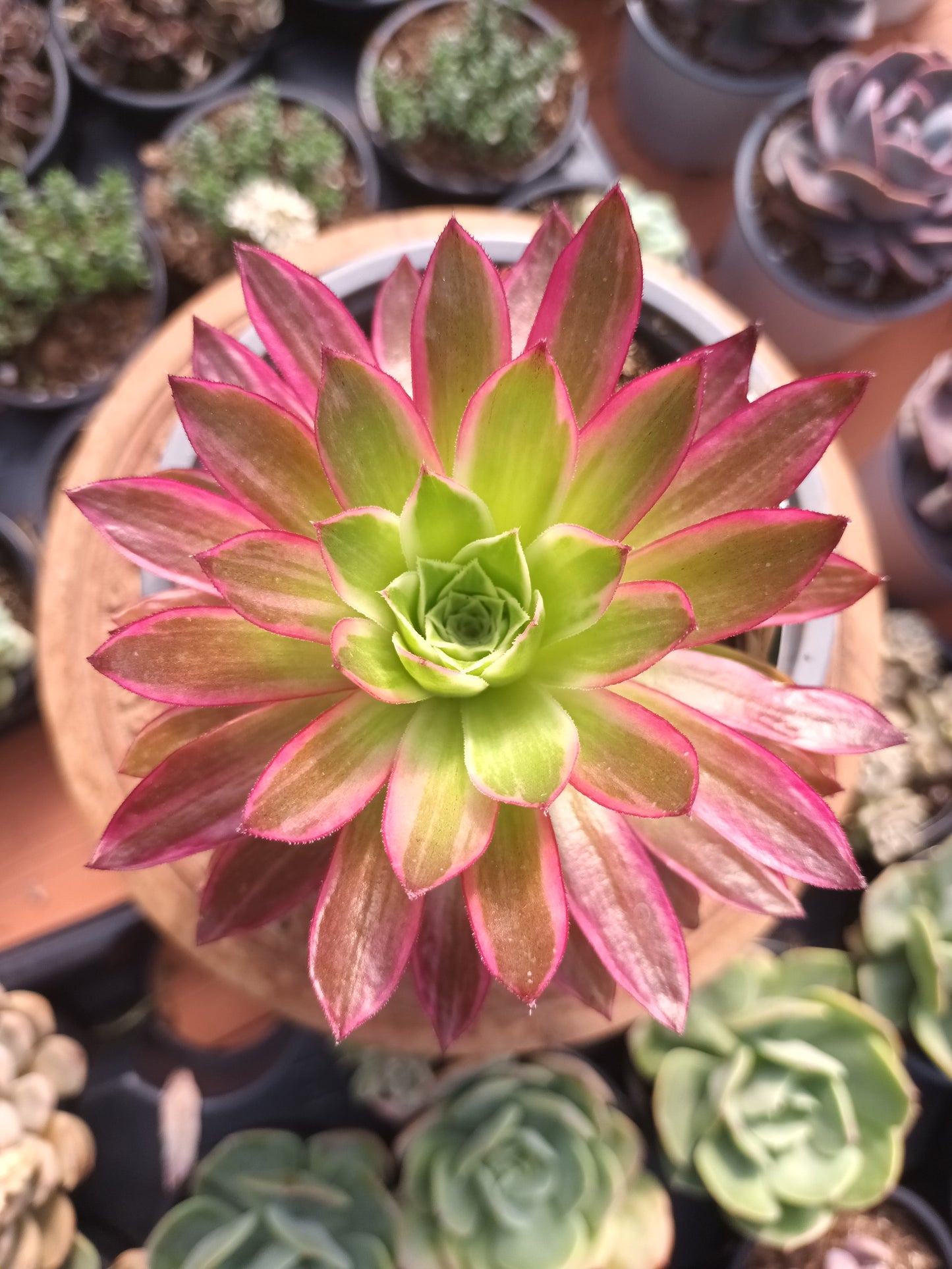 Aeonium Firecraker variegata