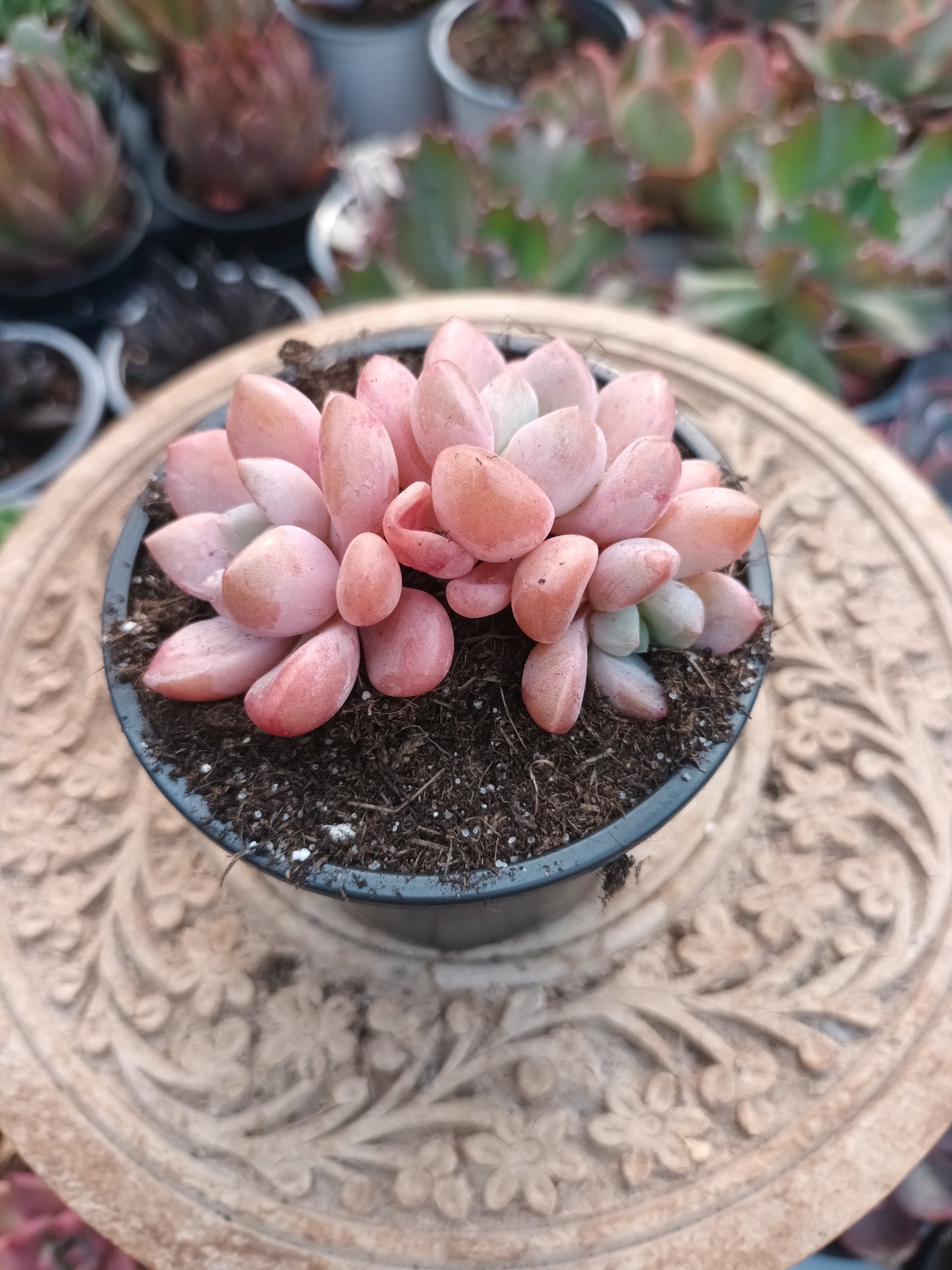 Graptopetalum Spotted Deer bouquet