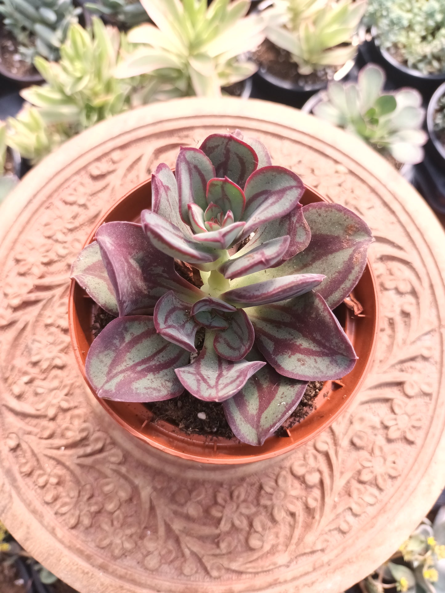 Echeveria Nodulosa