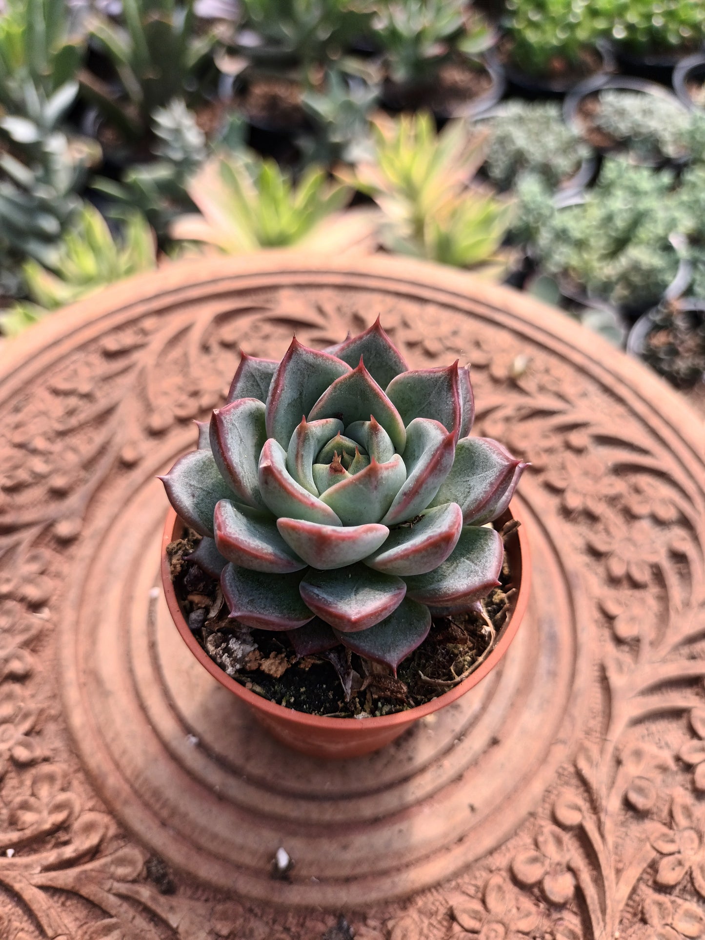 Echeveria 'Blue Bird' x 'purposum'