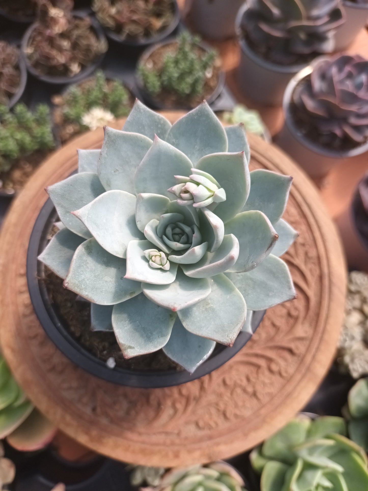 Echeveria Peacockii