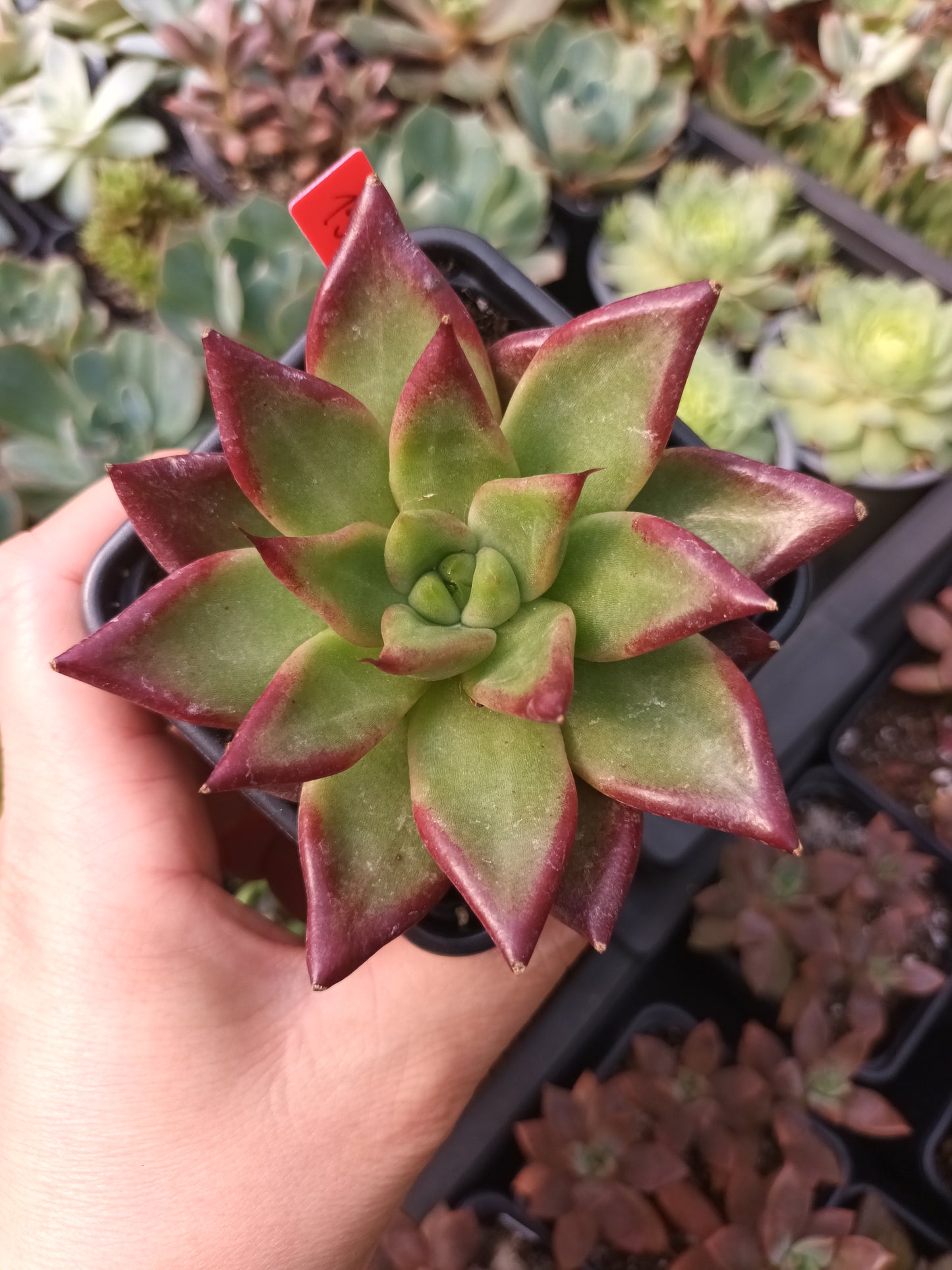 Echeveria 'Red Soul'