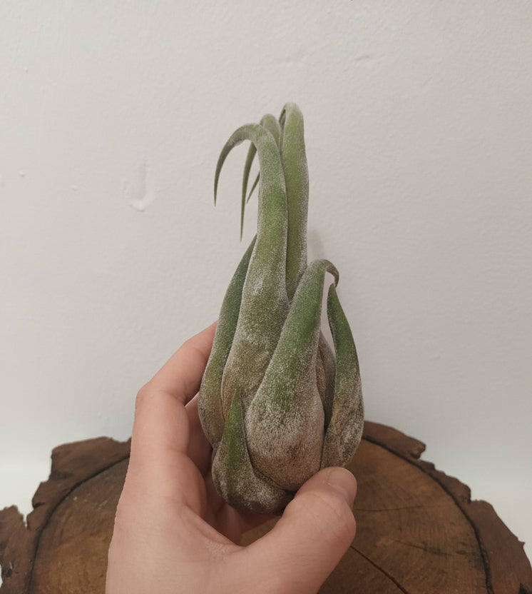 Tillandsia selereiana - M