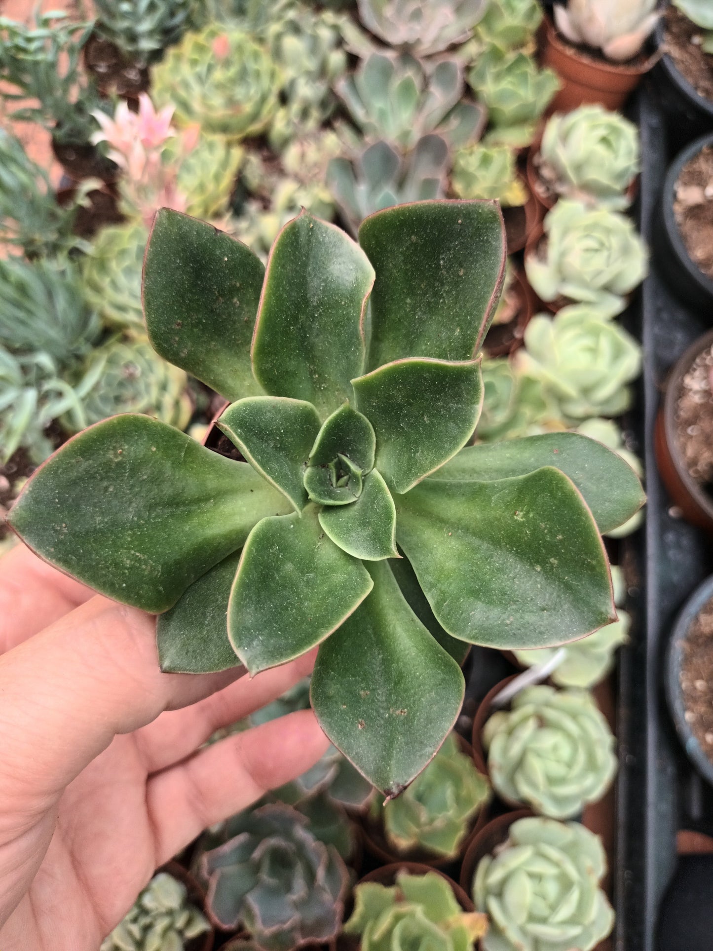 Echeveria Salsa Verde