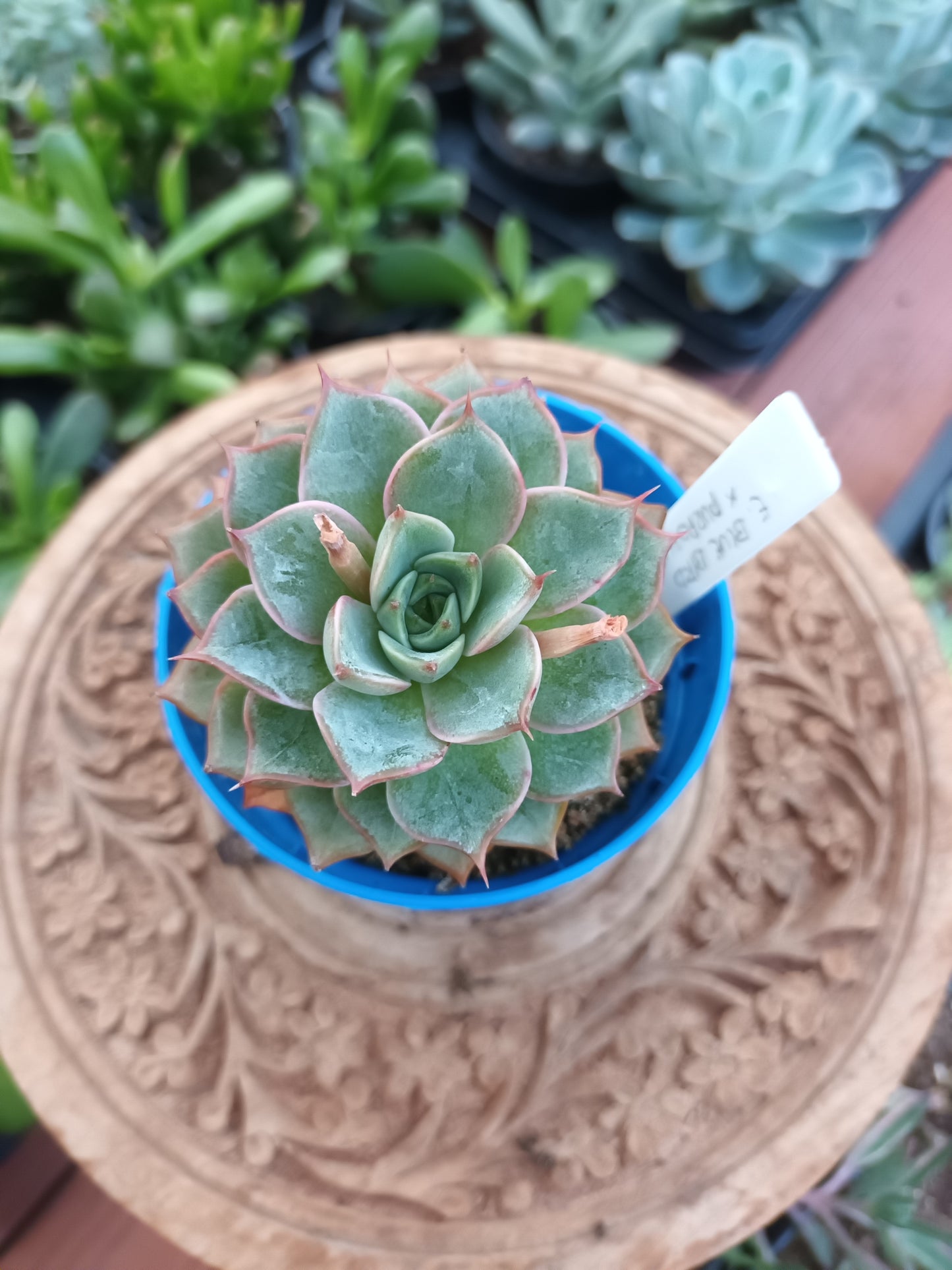 Echeveria 'Blue Bird' x 'purposum'