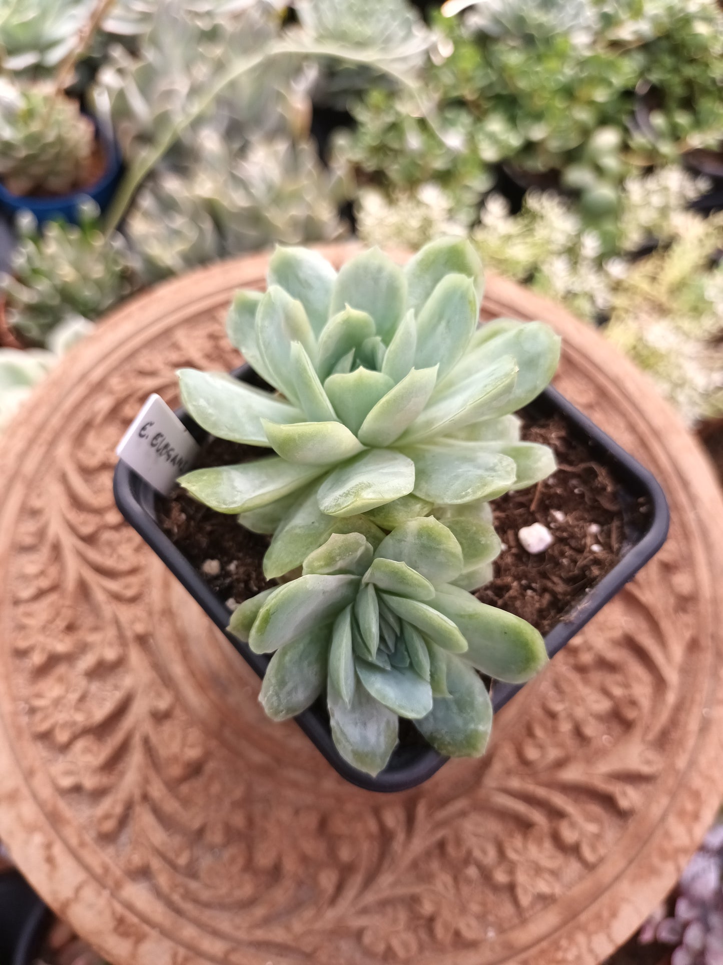 Echeveria Elegans