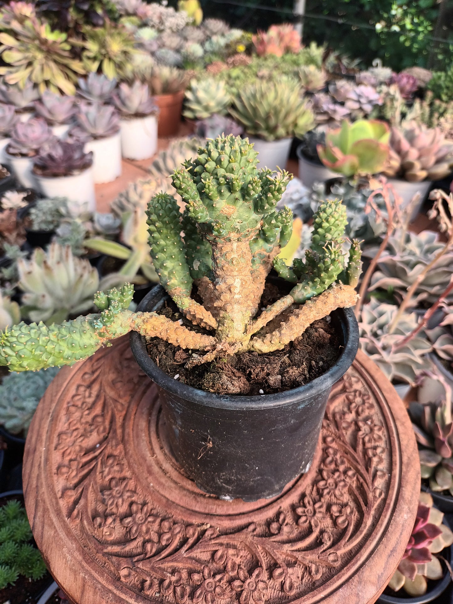 Euphorbia spp 'Medusoide'