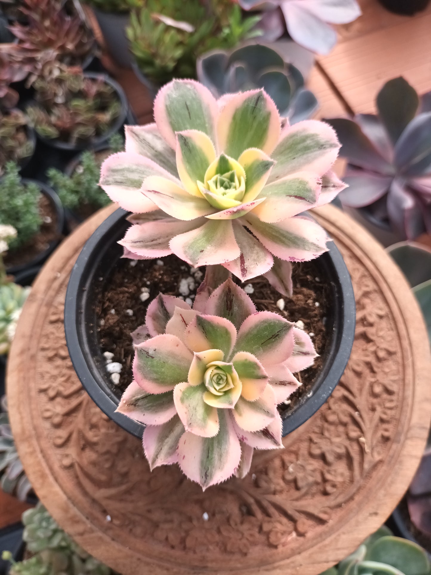 Aeonium Sunburst