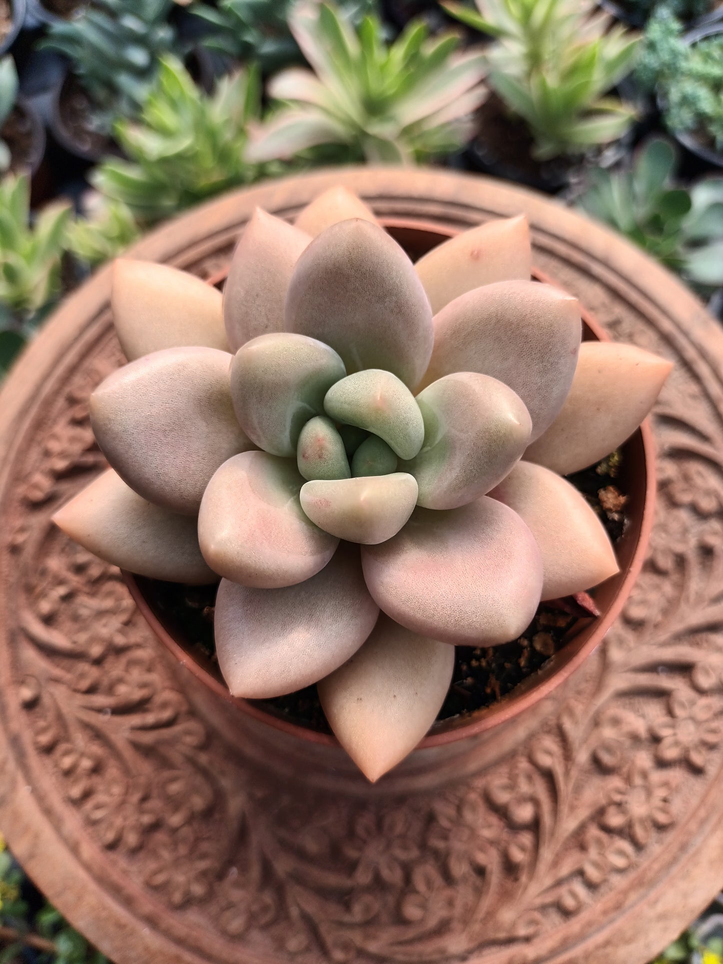 Graptoveria Opalina