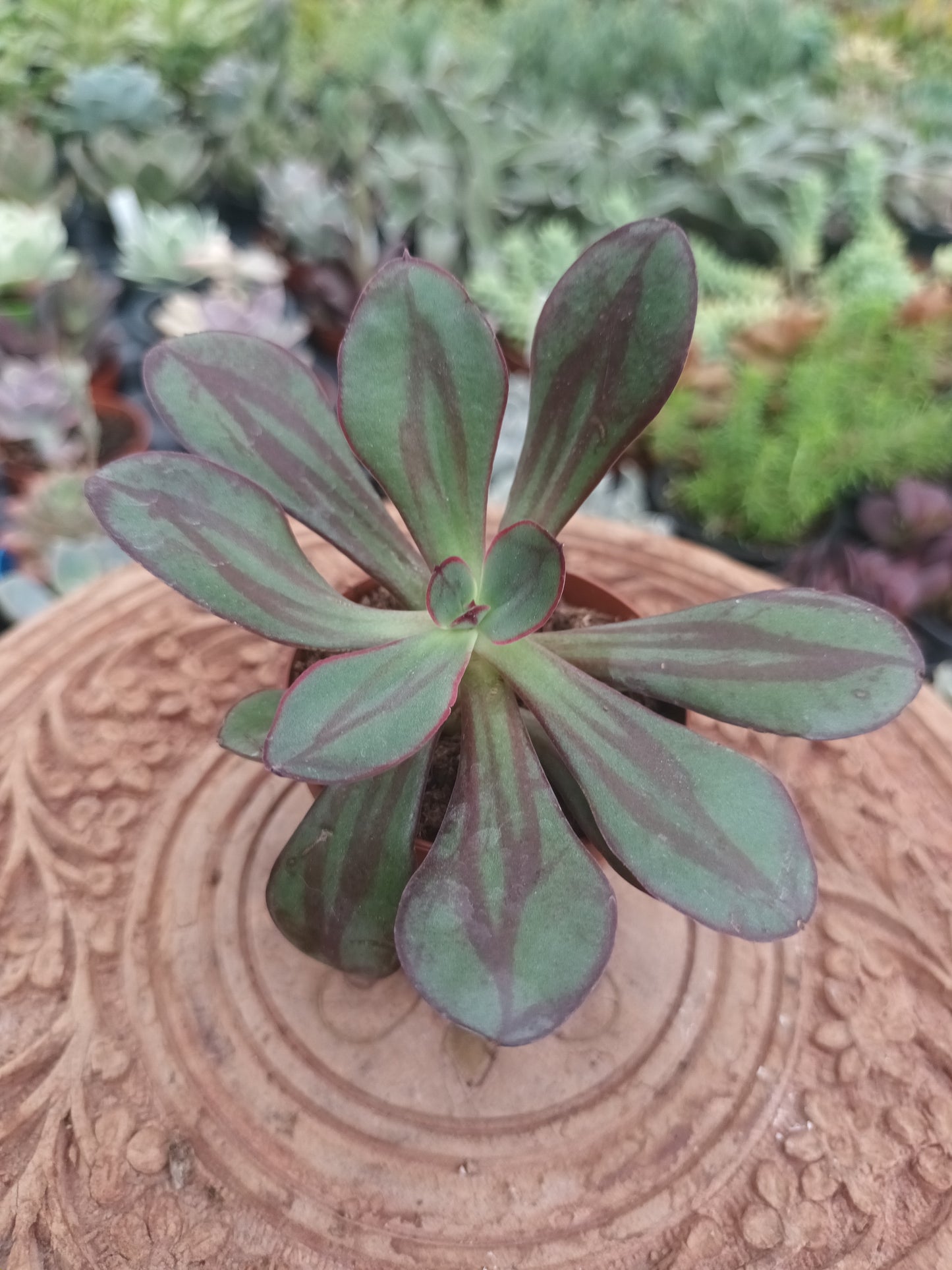 Echeveria Nodulosa