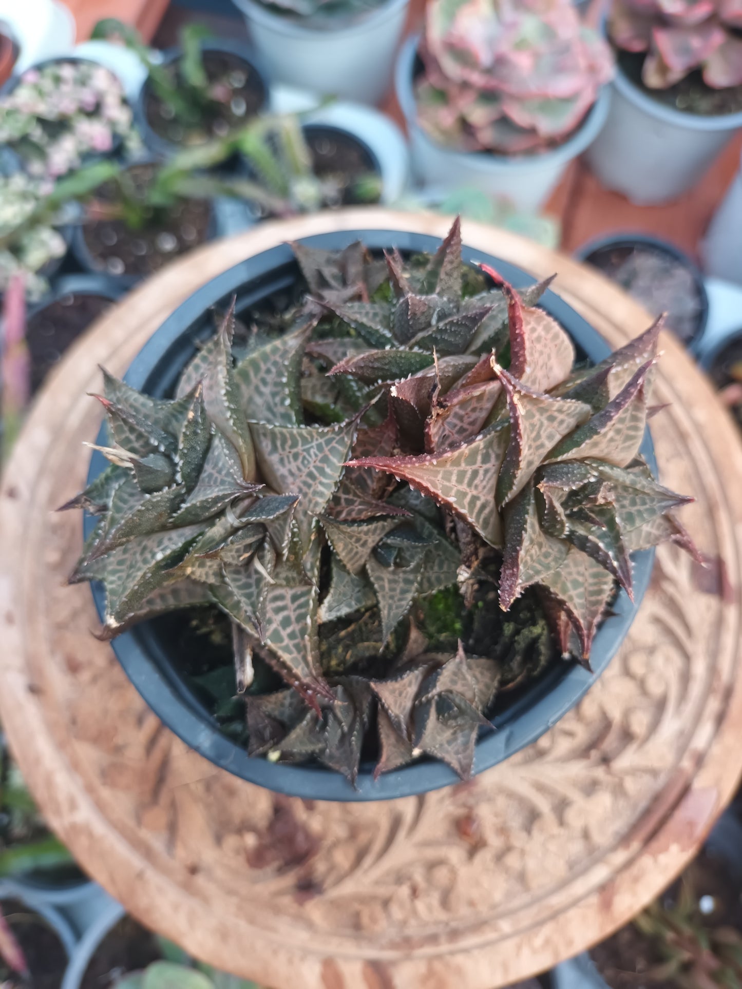 Haworthia tesselata venosa