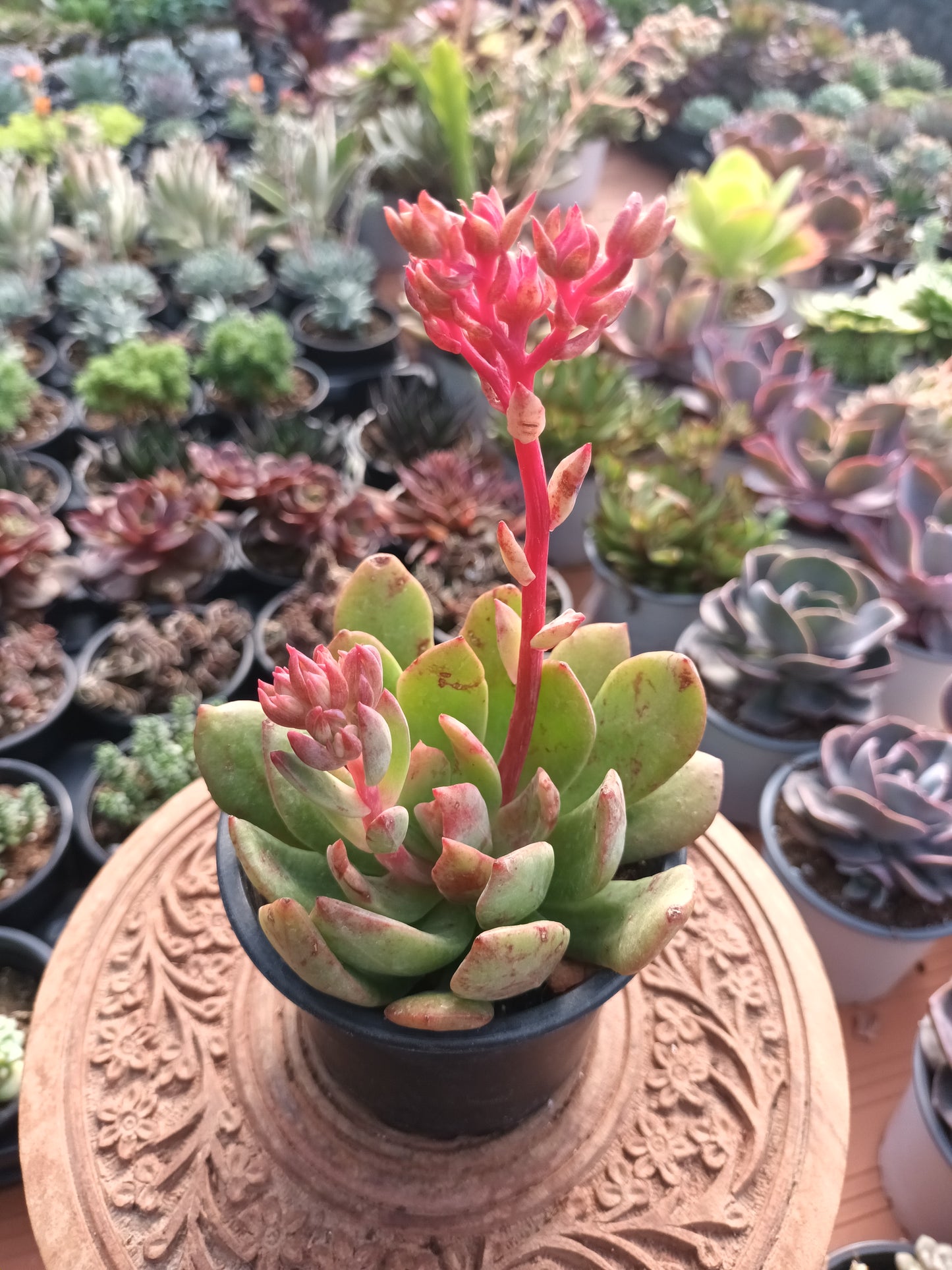 Echeveria tanguy