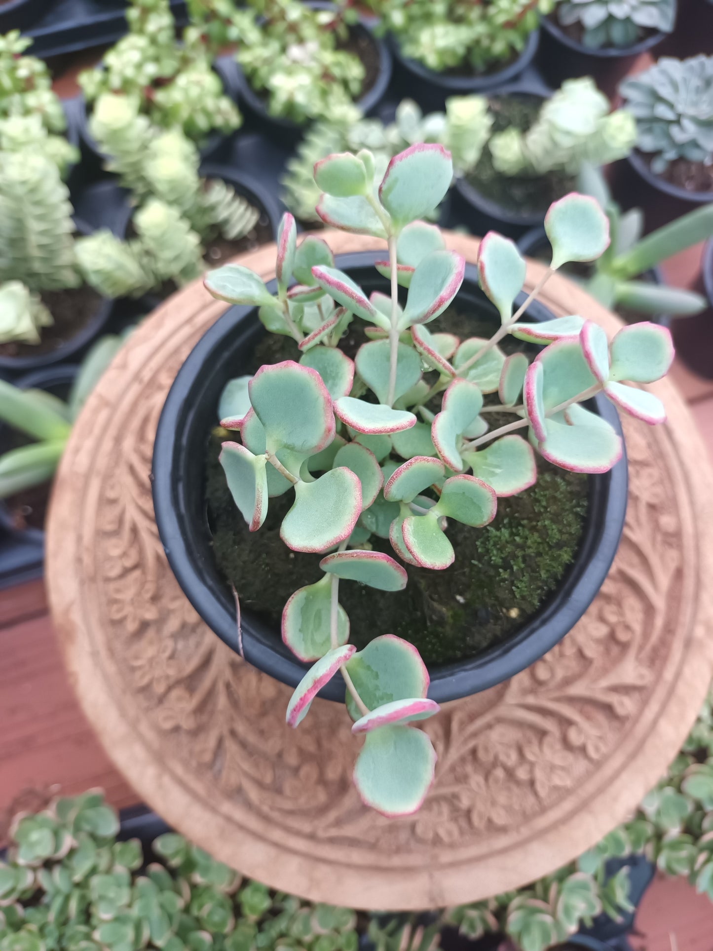 Sedum ‘Hylotelephium Sieboldii’
