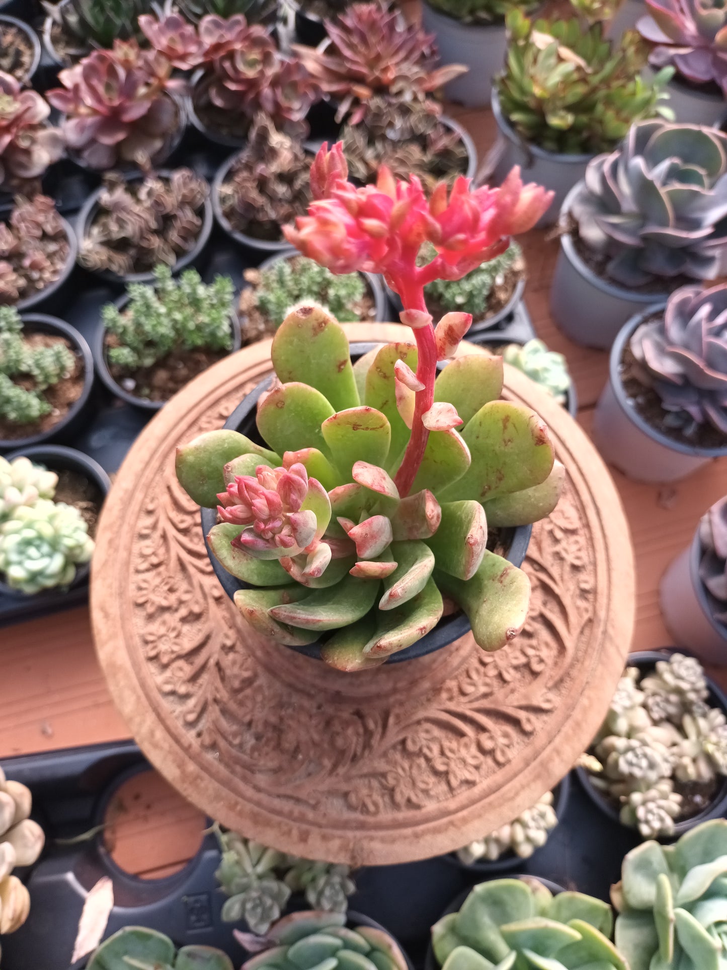 Echeveria tanguy