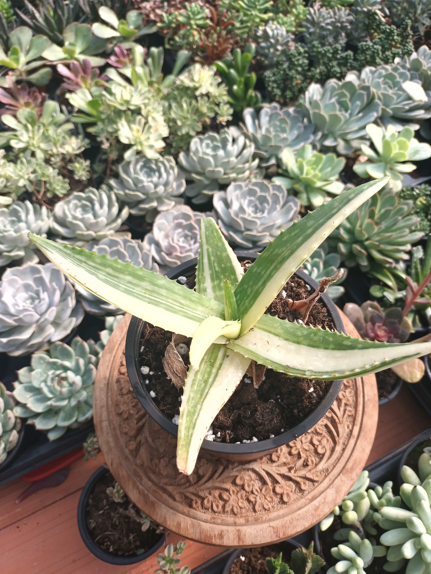 Aloe maculata variegata / Aloe saponaria variegata