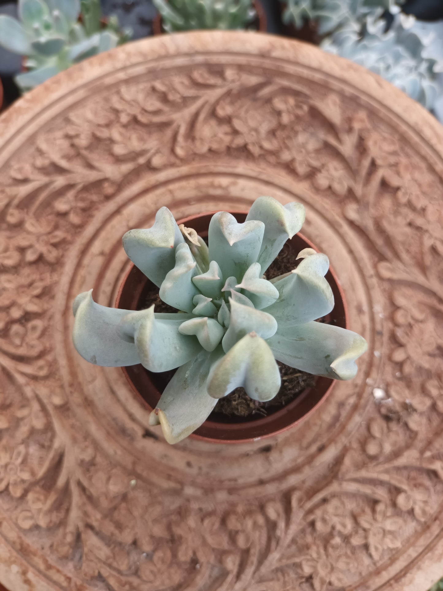 Echeveria runyonii Topsy Turvy