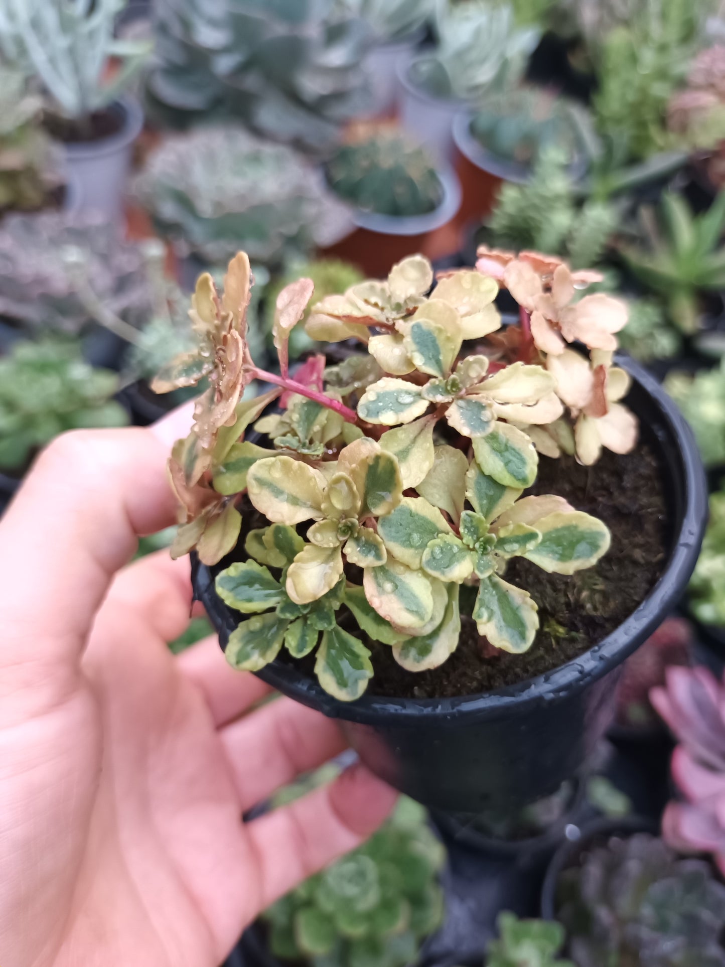 Sedum Kamtschaticum ‘The Edge’