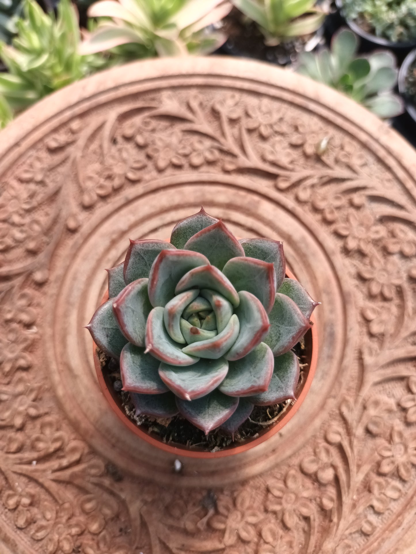 Echeveria 'Blue Bird' x 'purposum'
